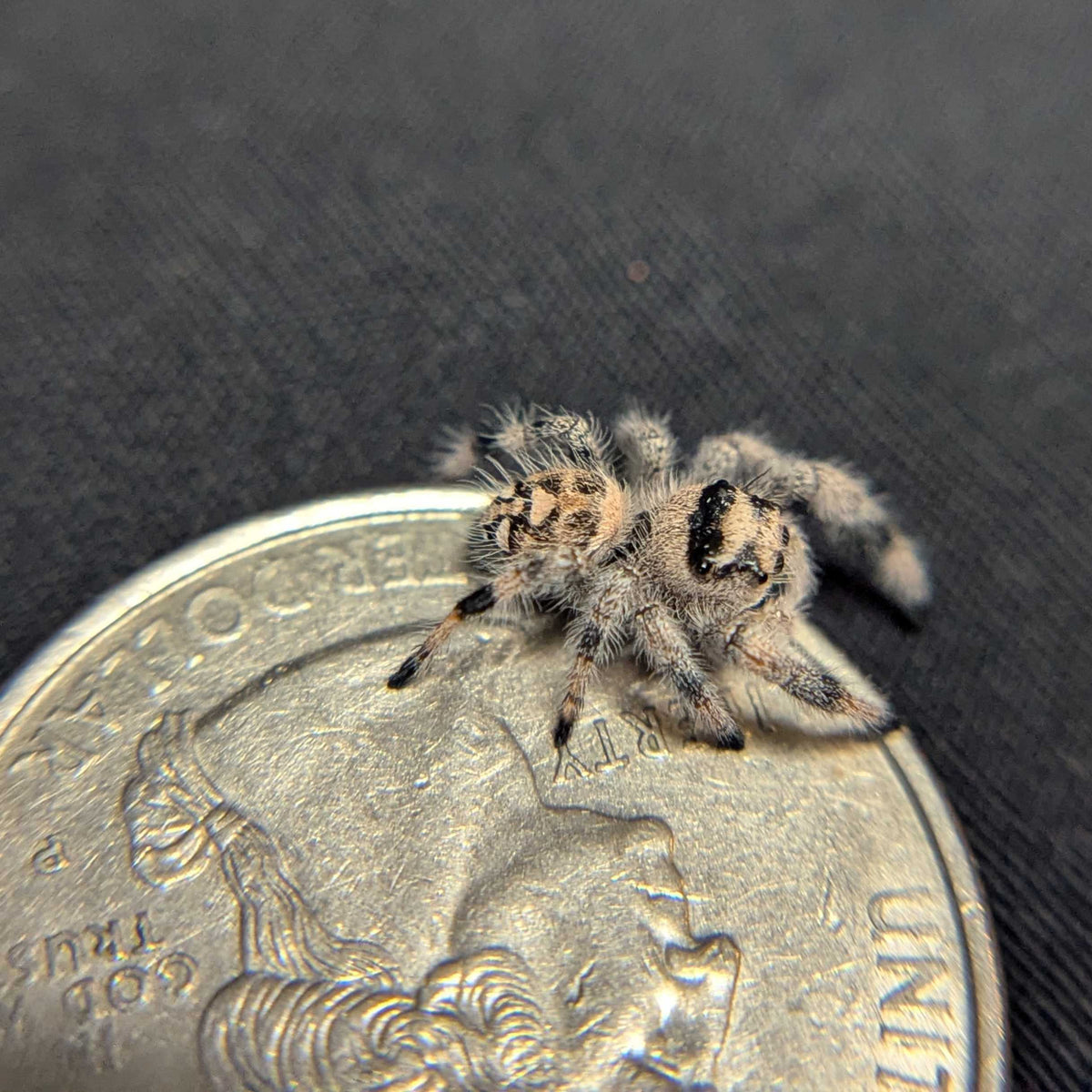 Regal Jumping Spider "Juice"
