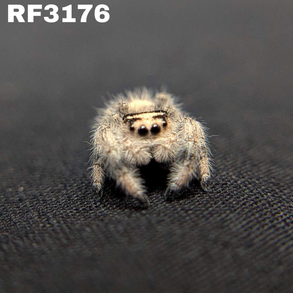 Regal Jumping Spider "Juice"