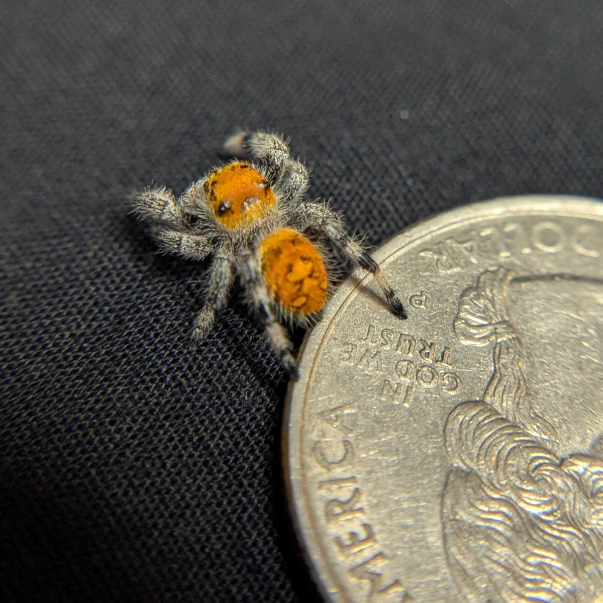 Regal Jumping Spider "Blaze"