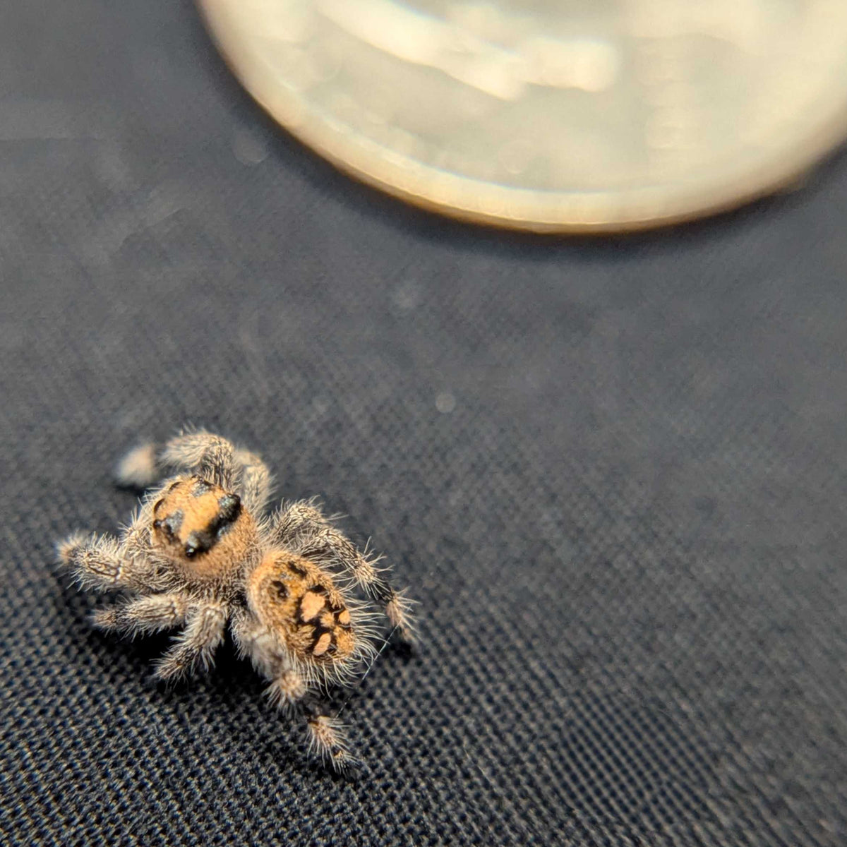 Regal Jumping Spider “Prancer”