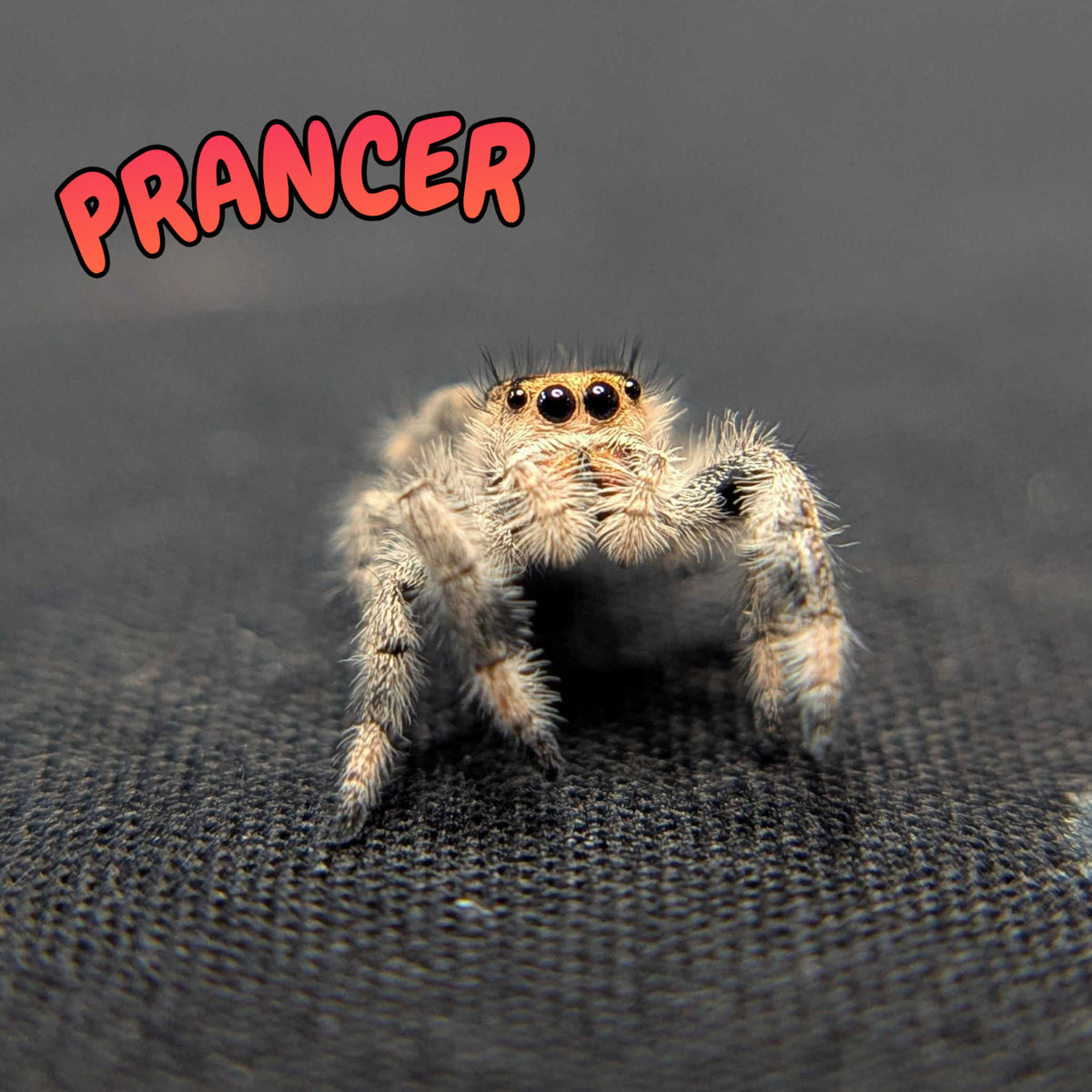 Regal Jumping Spider “Prancer”