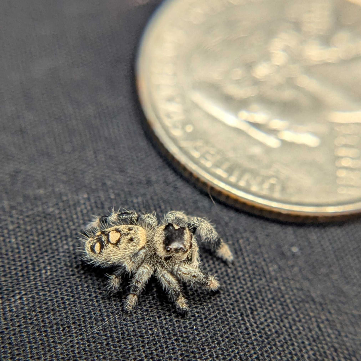 Regal Jumping Spider "Wheat"