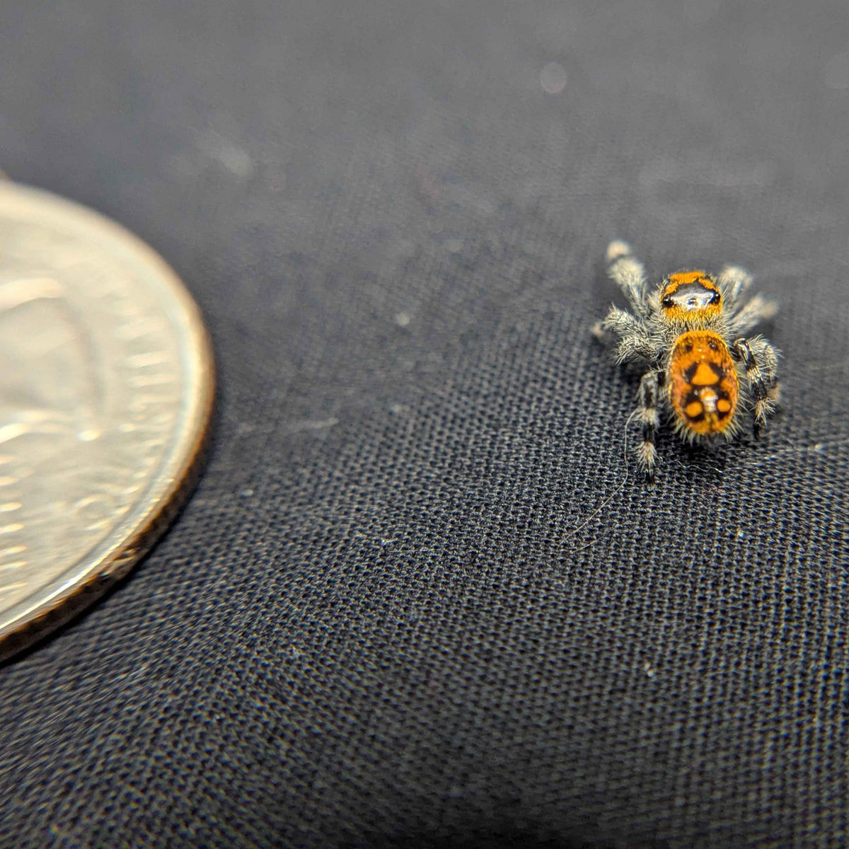 Regal Jumping Spider "Pumpkin"