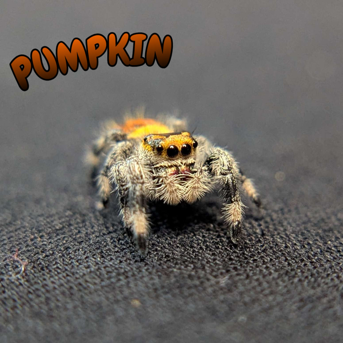 Regal Jumping Spider "Pumpkin"