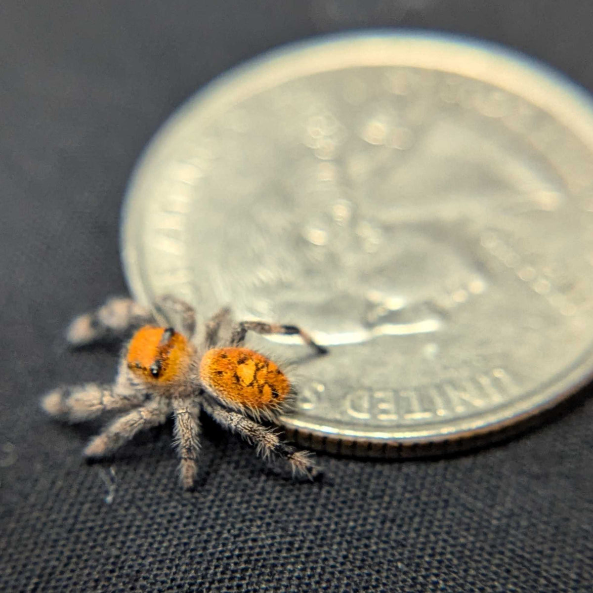 Regal Jumping Spider “Nectar”