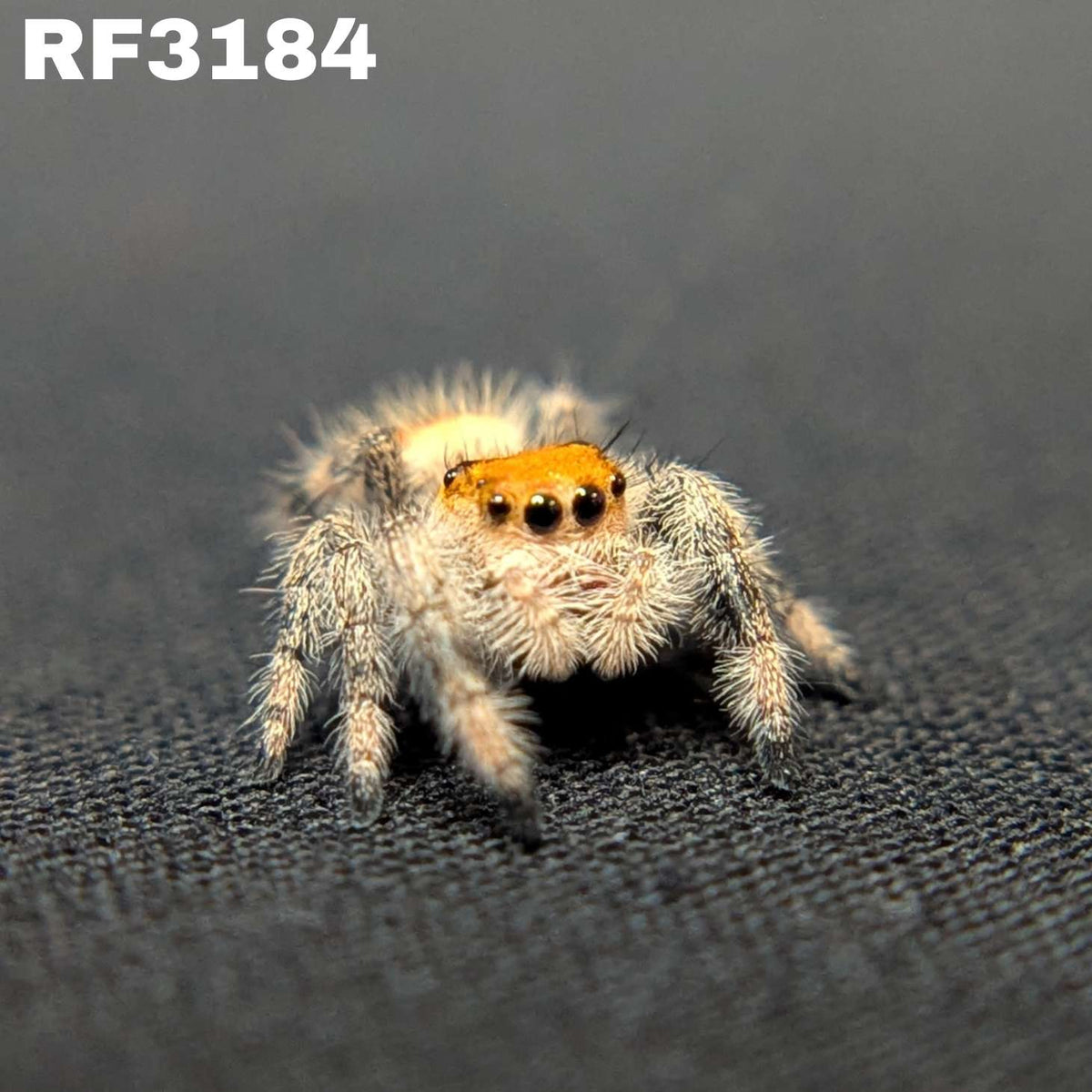Regal Jumping Spider “Nectar”