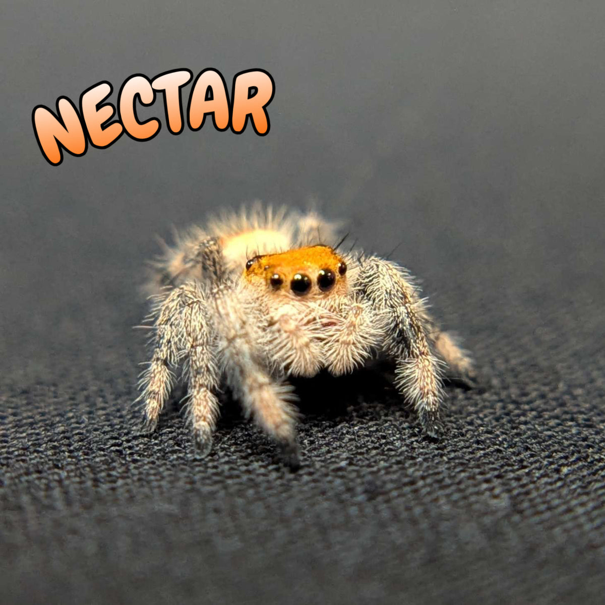 Regal Jumping Spider “Nectar”