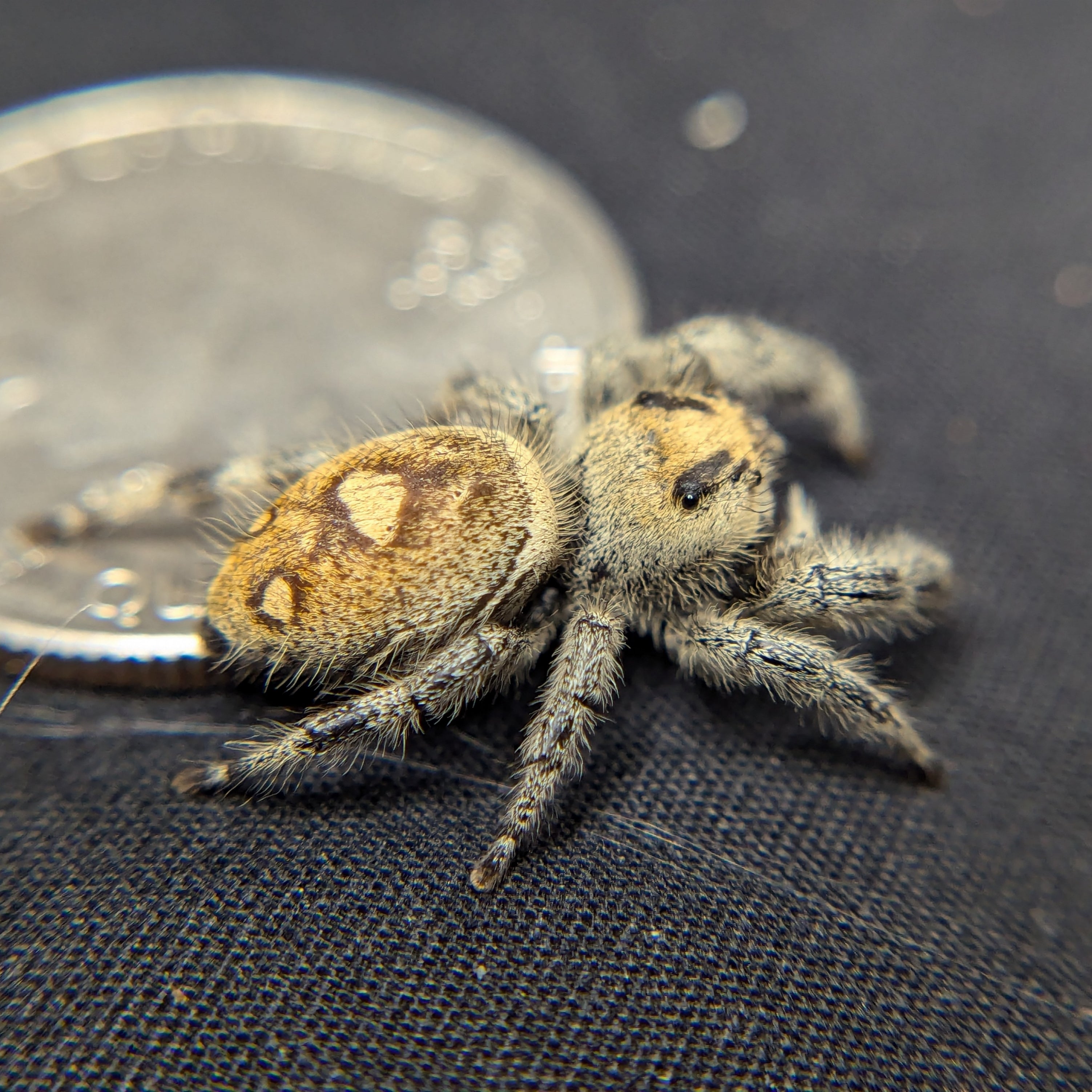 Regal Jumping Spider "Hippy"