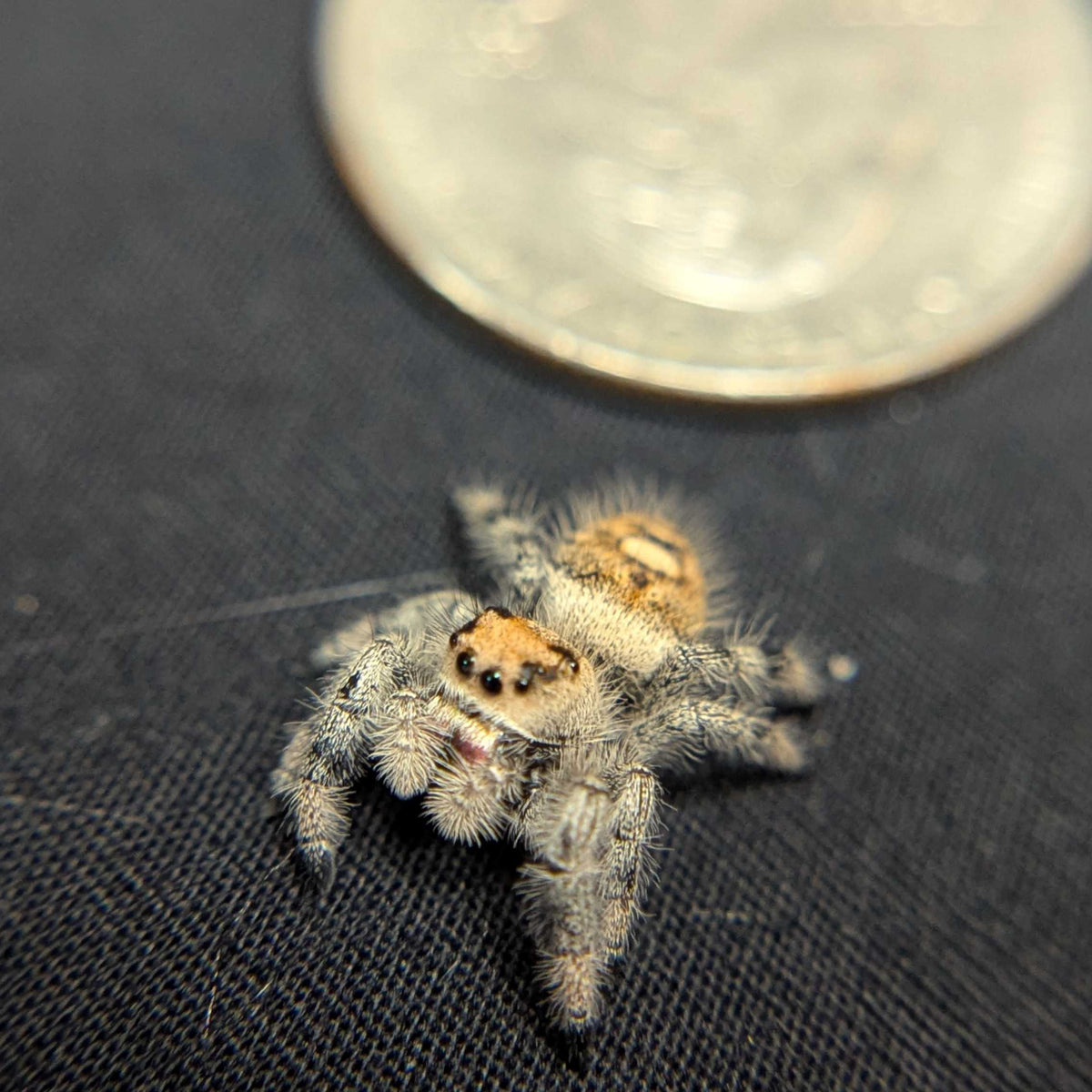 Regal Jumping Spider “Fury”