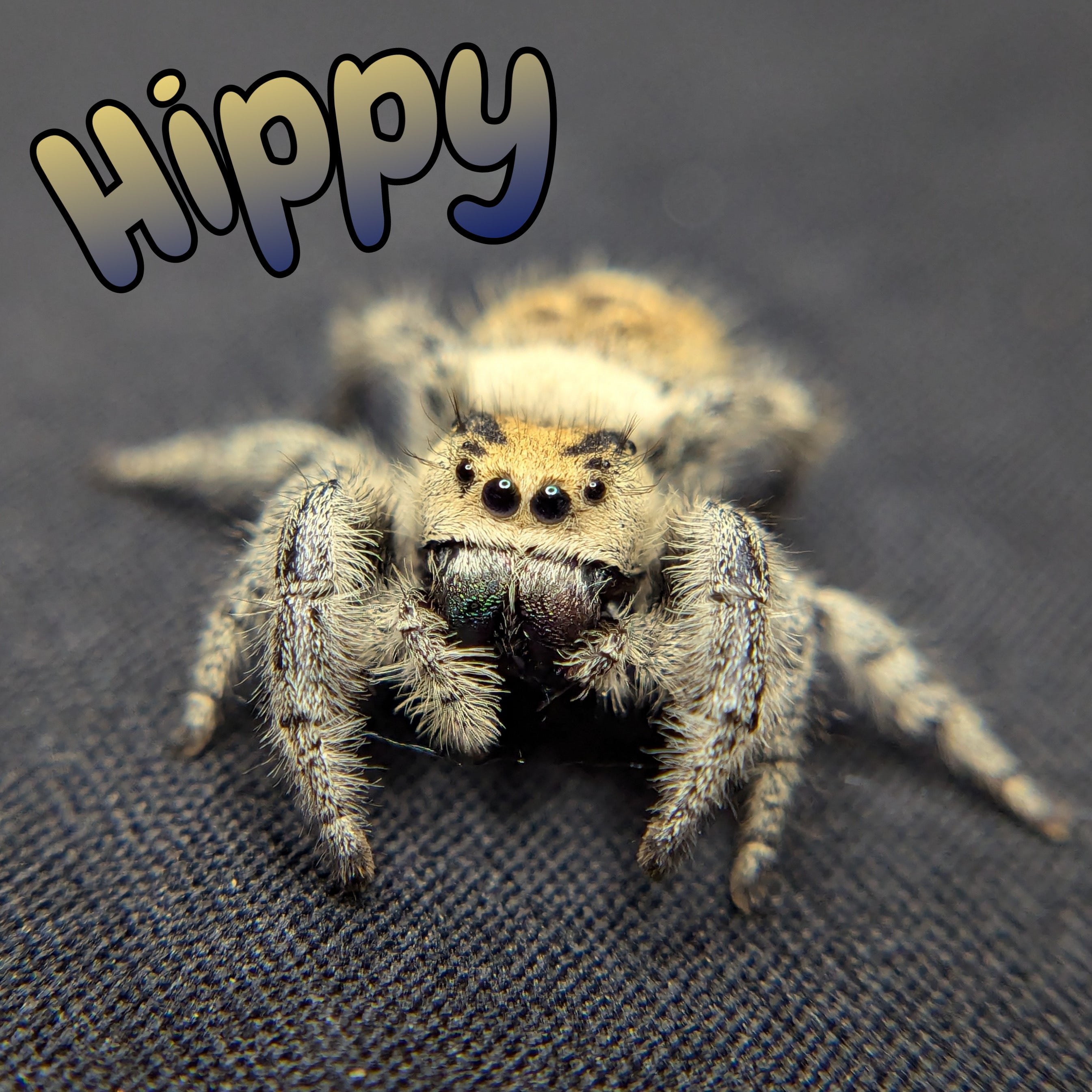 Regal Jumping Spider "Hippy"