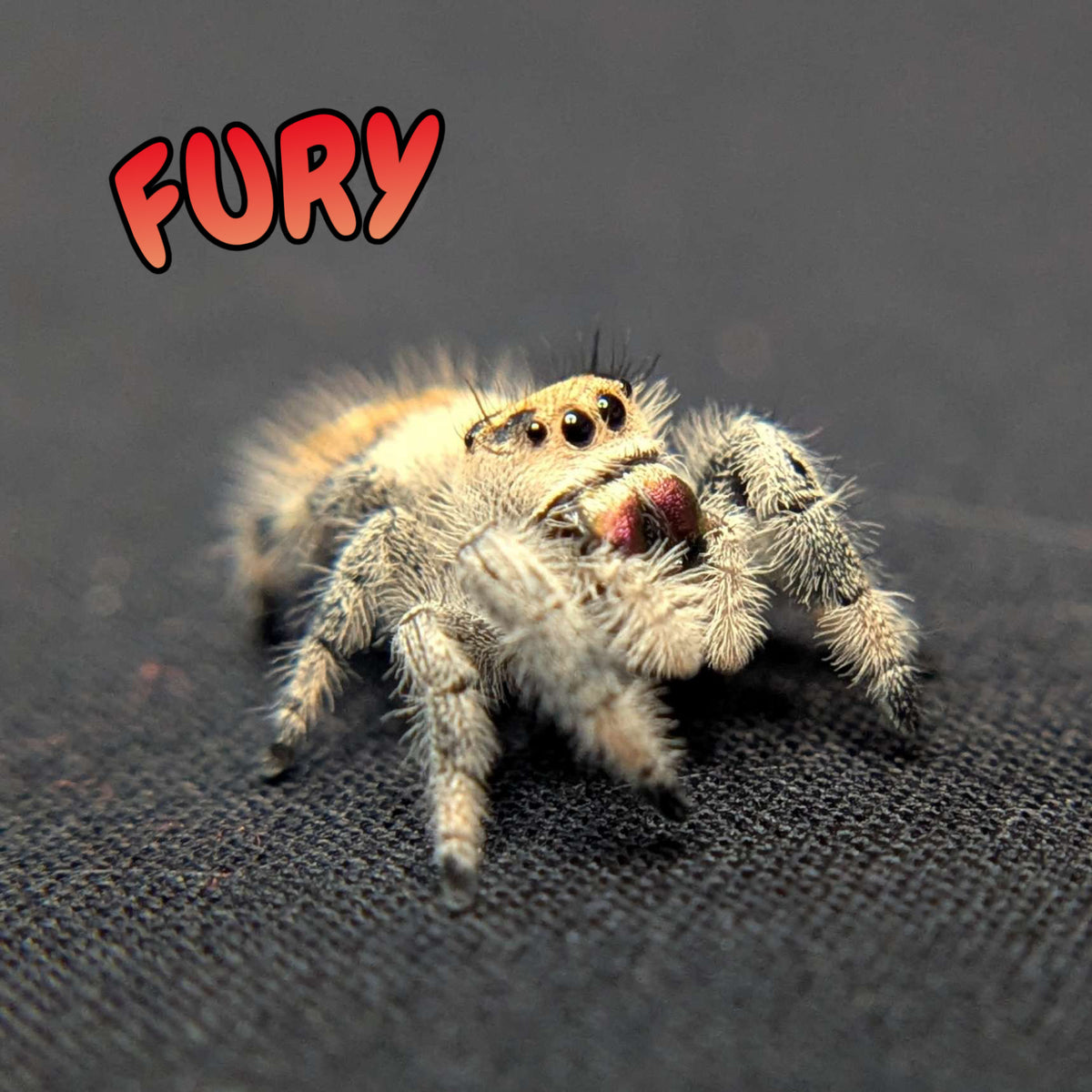 Regal Jumping Spider “Fury”
