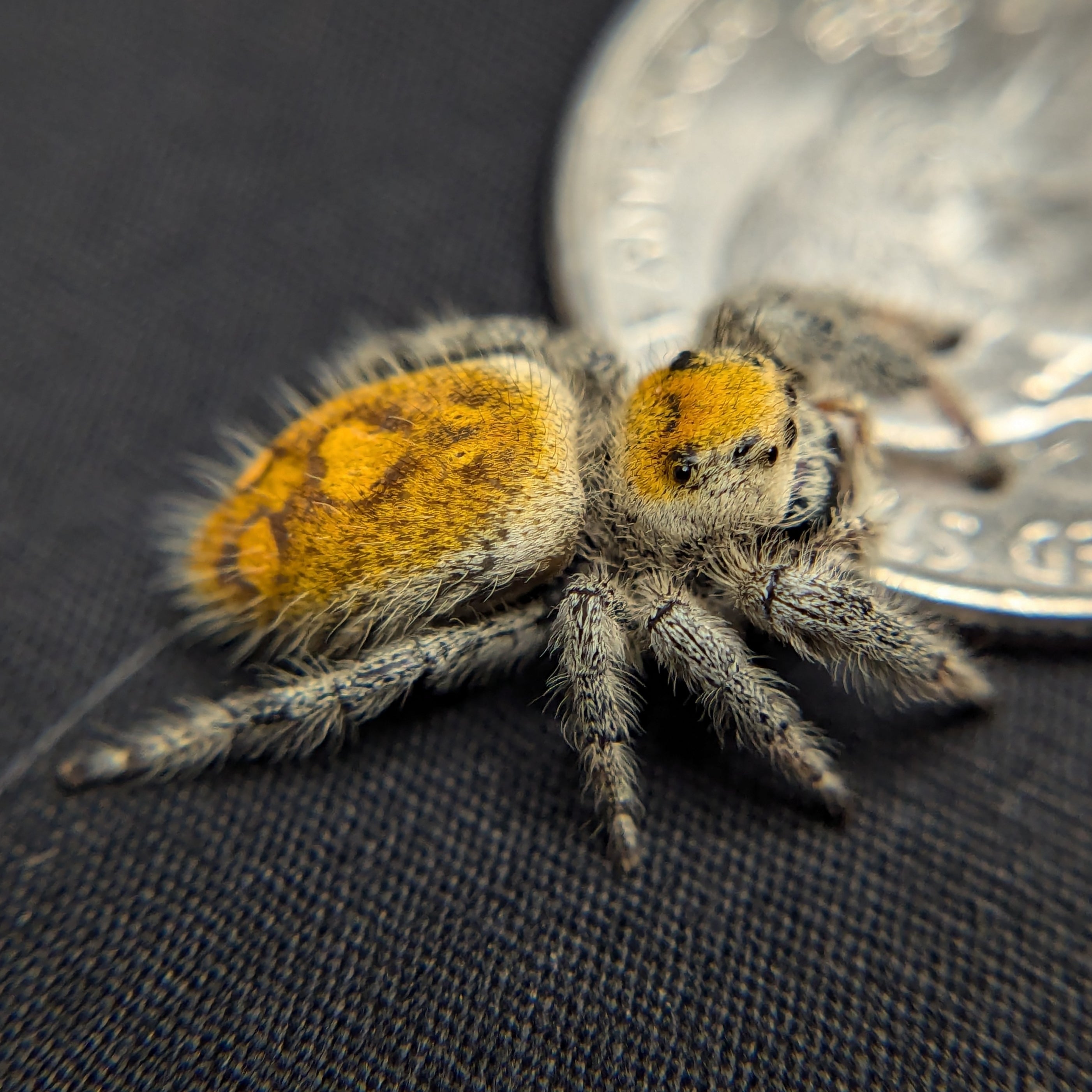 Regal Jumping Spider "Dandelion"