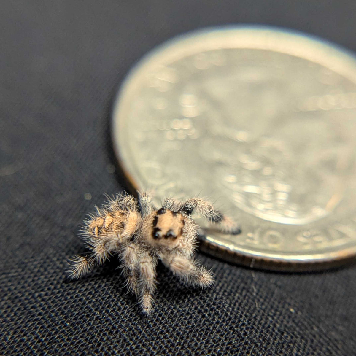 Regal Jumping Spider "Barley"