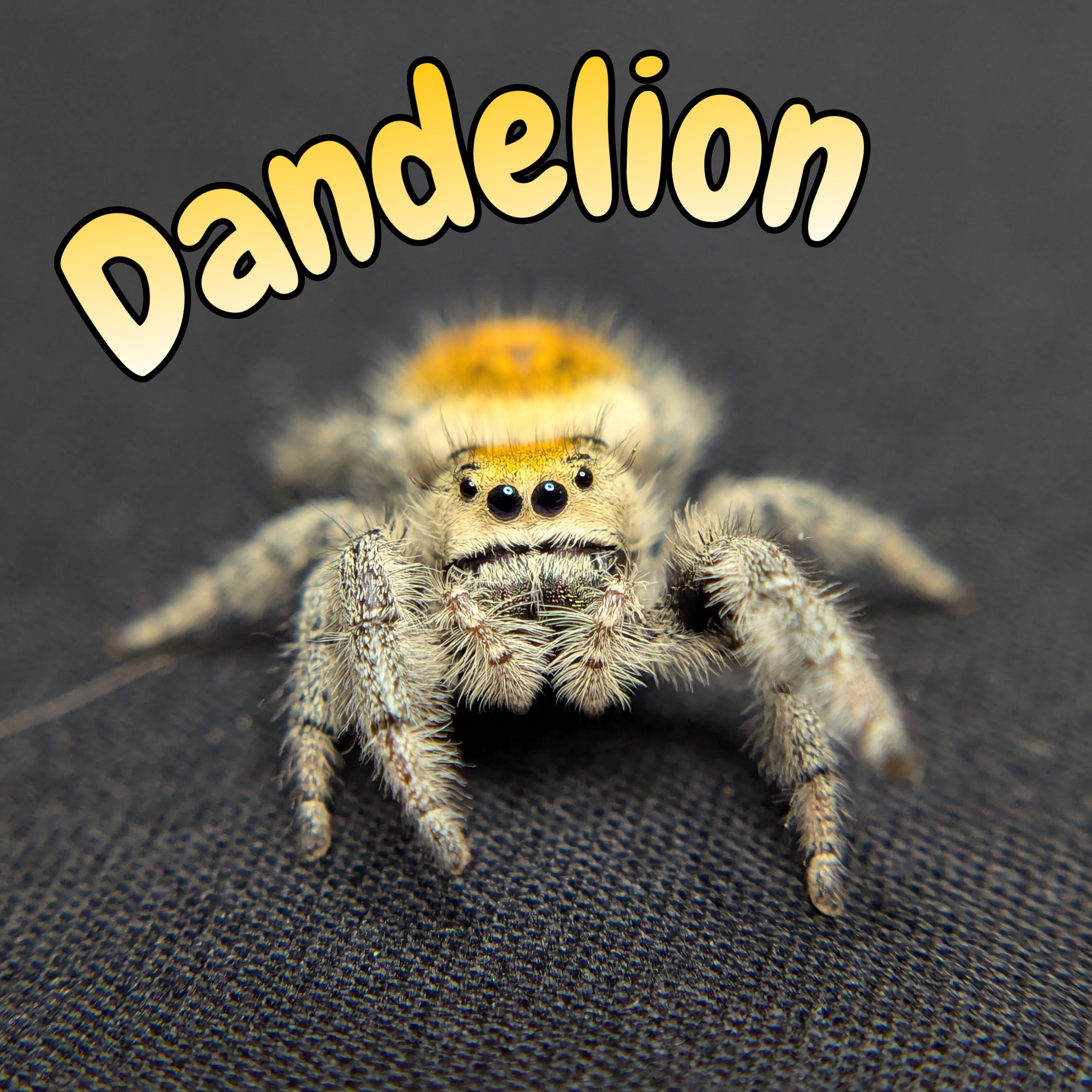 Regal Jumping Spider "Dandelion"