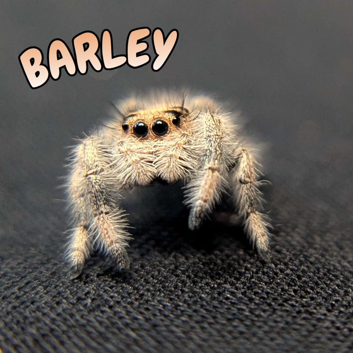 Regal Jumping Spider "Barley"