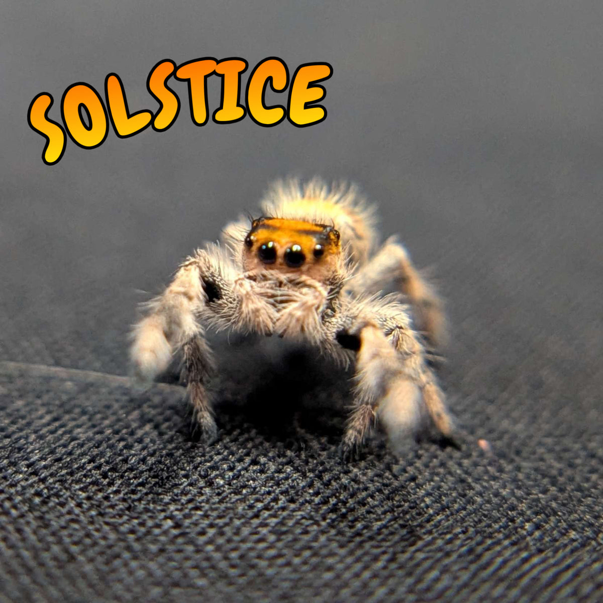 Regal Jumping Spider “Solstice”
