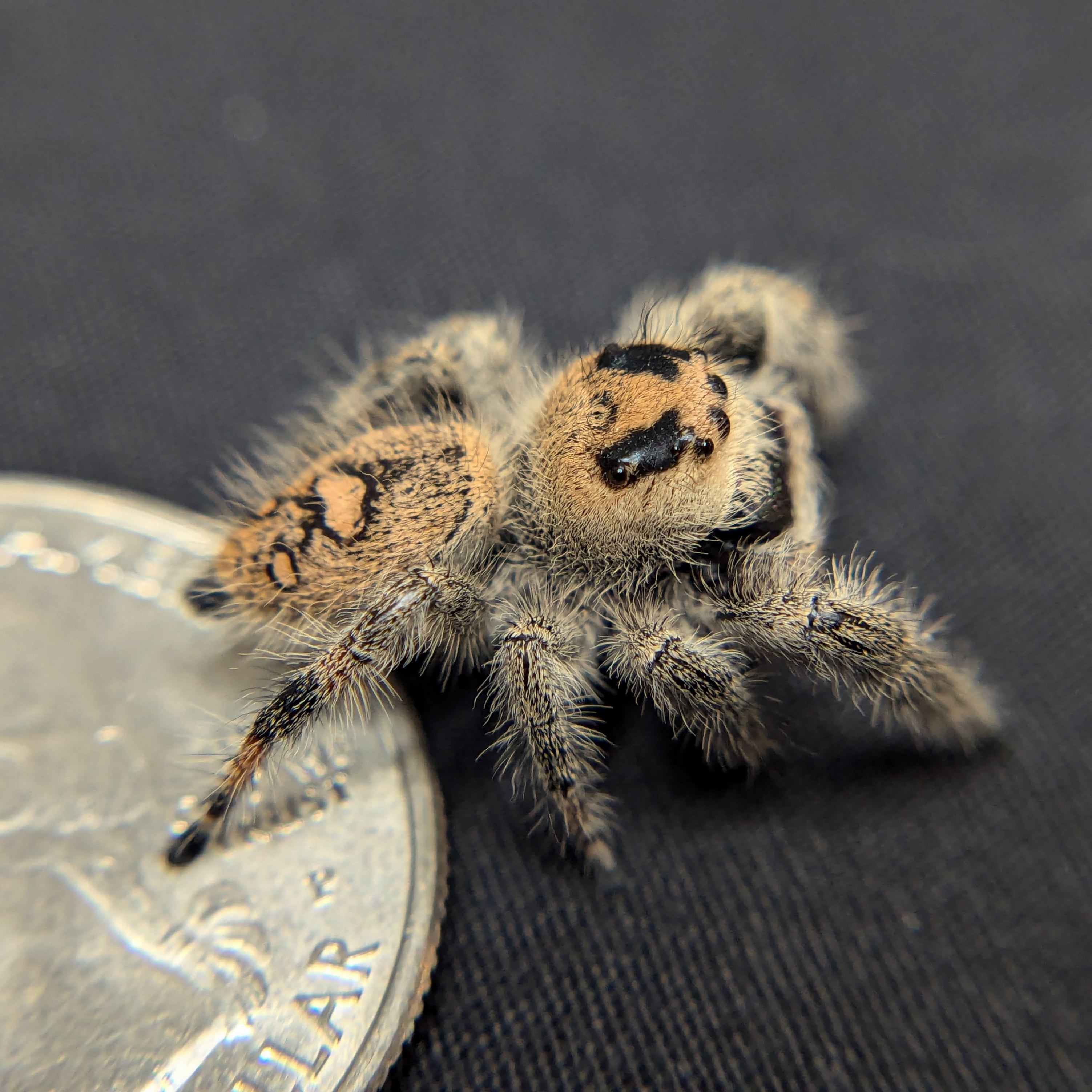 Regal Jumping Spider "Opal"