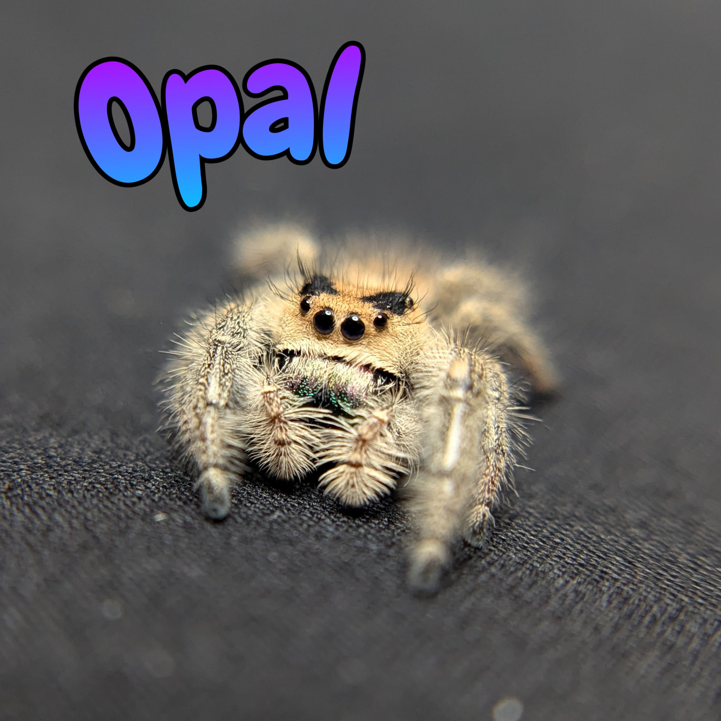 Regal Jumping Spider "Opal"