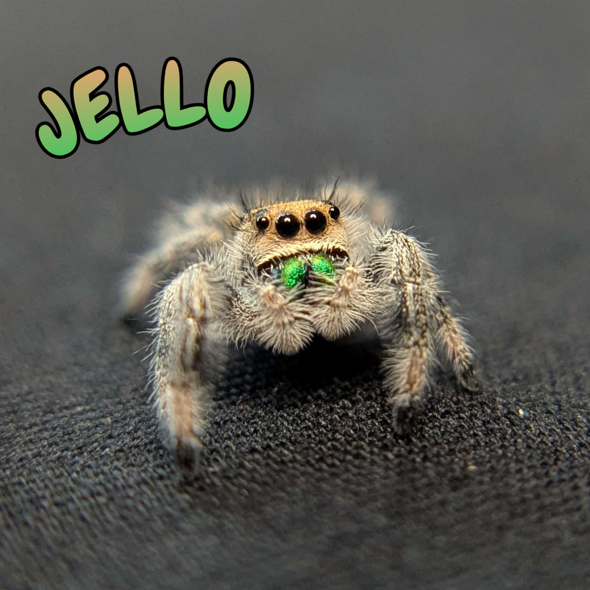 Regal Jumping Spider "Jello"
