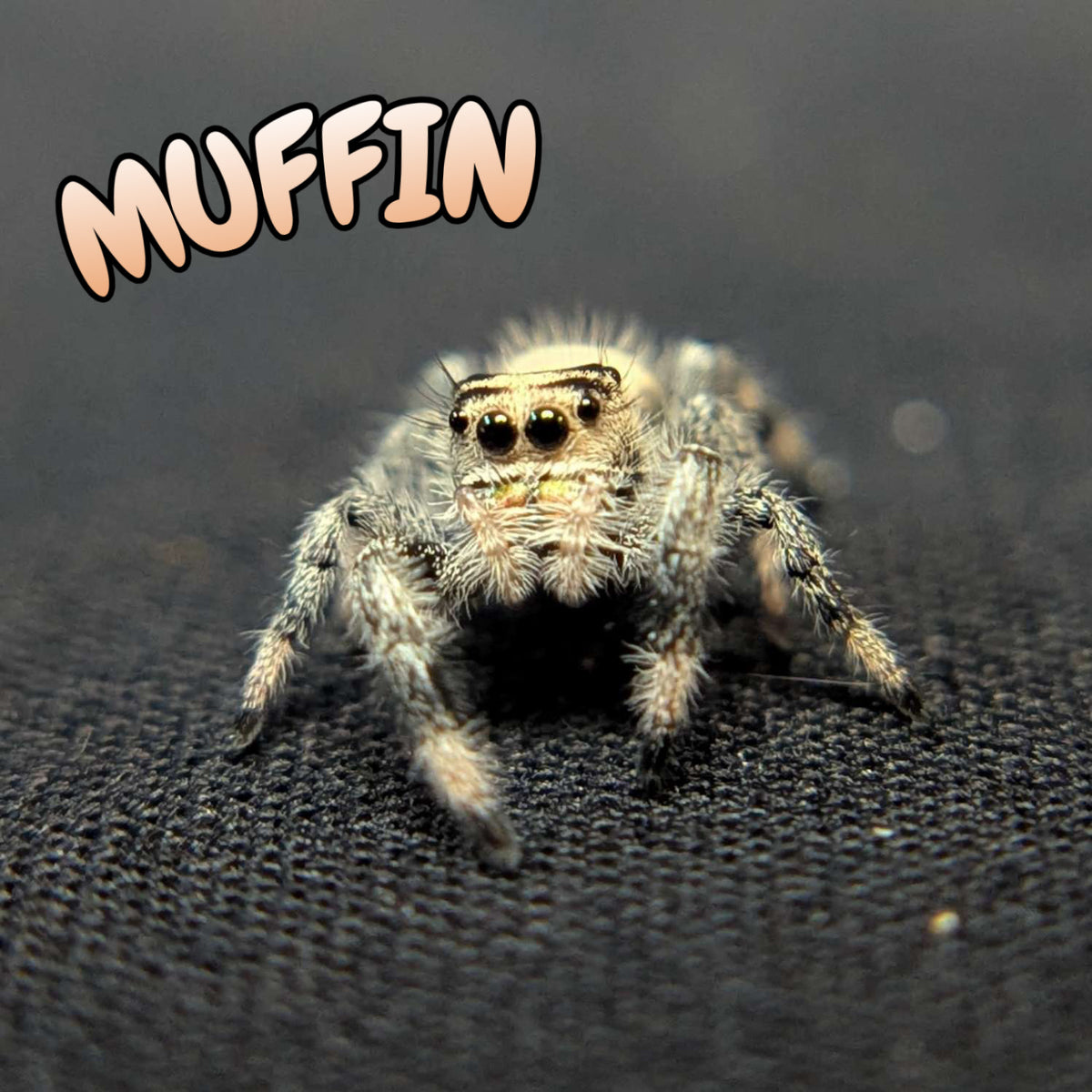 Regal Jumping Spider "Muffin"