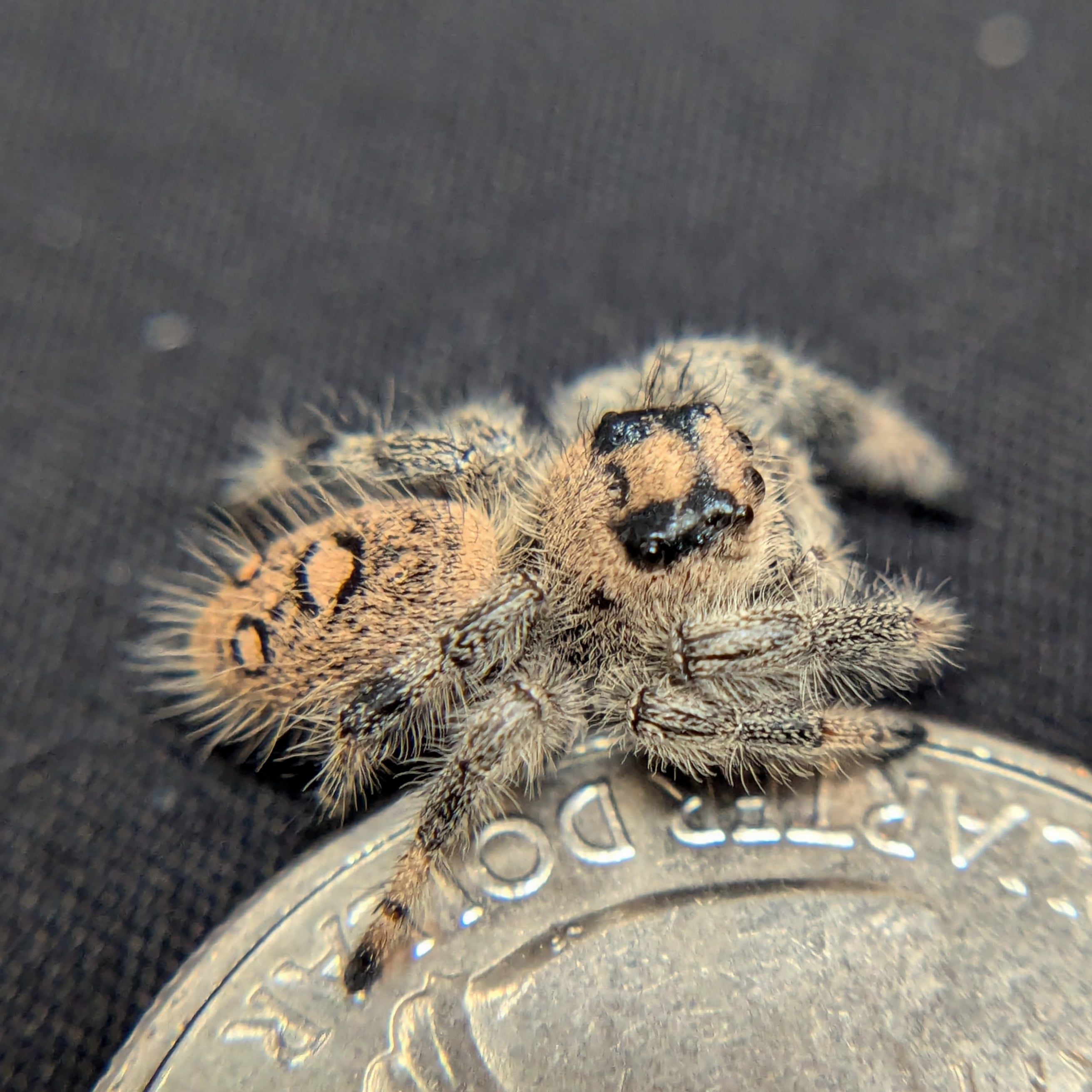 Regal Jumping Spider "Joy"