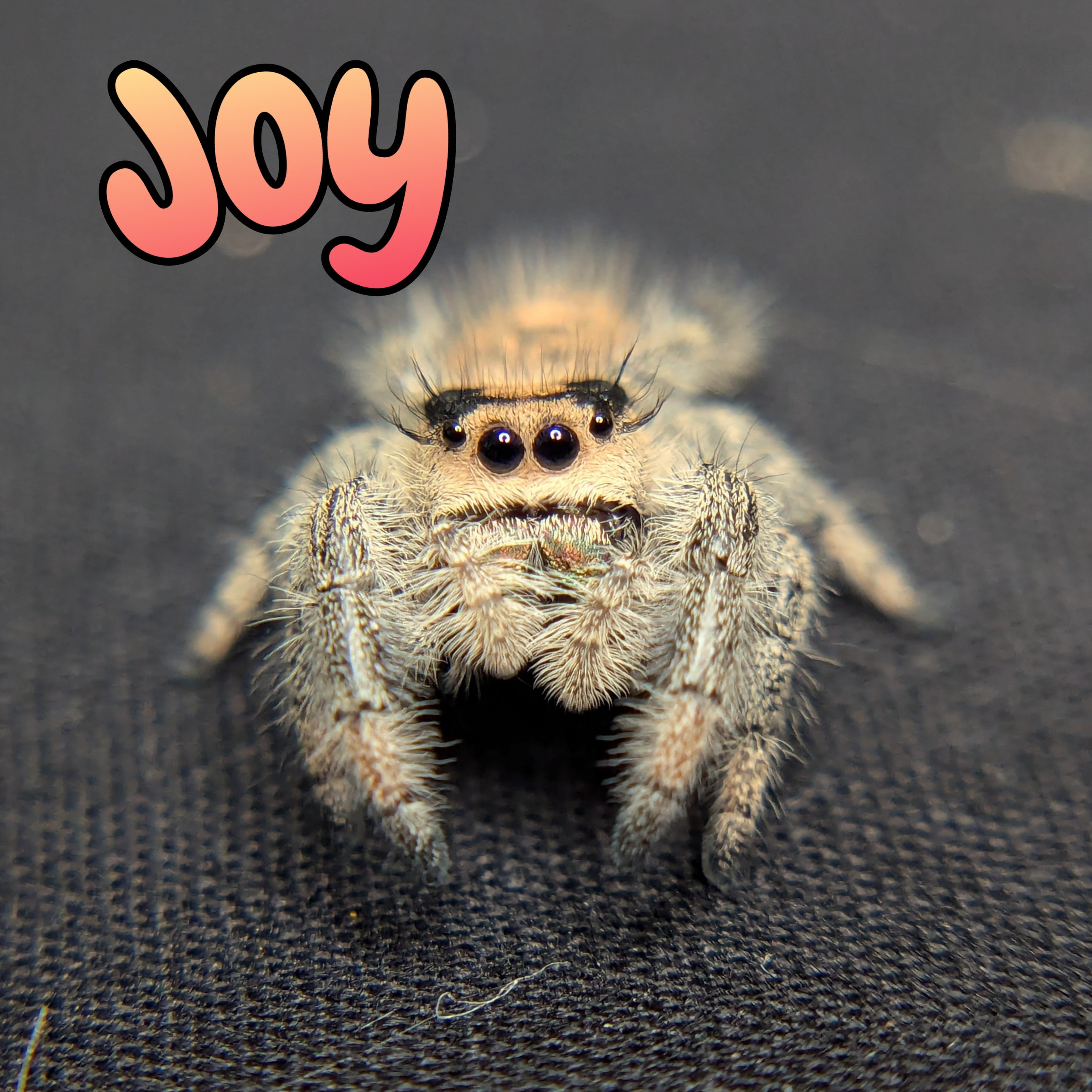 Regal Jumping Spider "Joy"