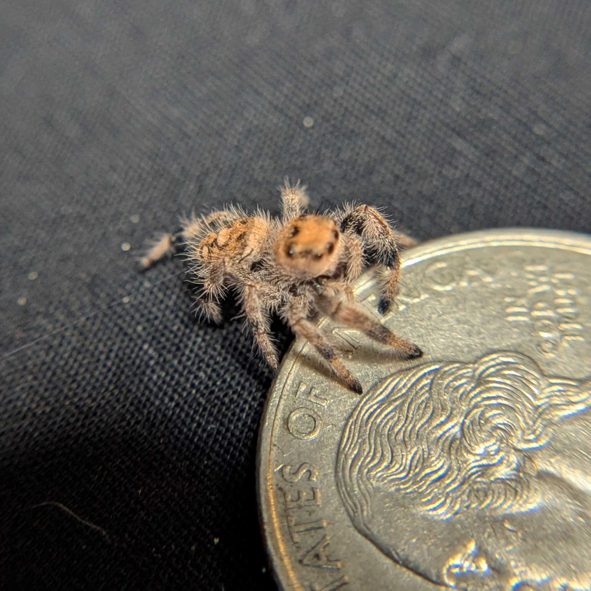Regal Jumping Spider "Matilda"