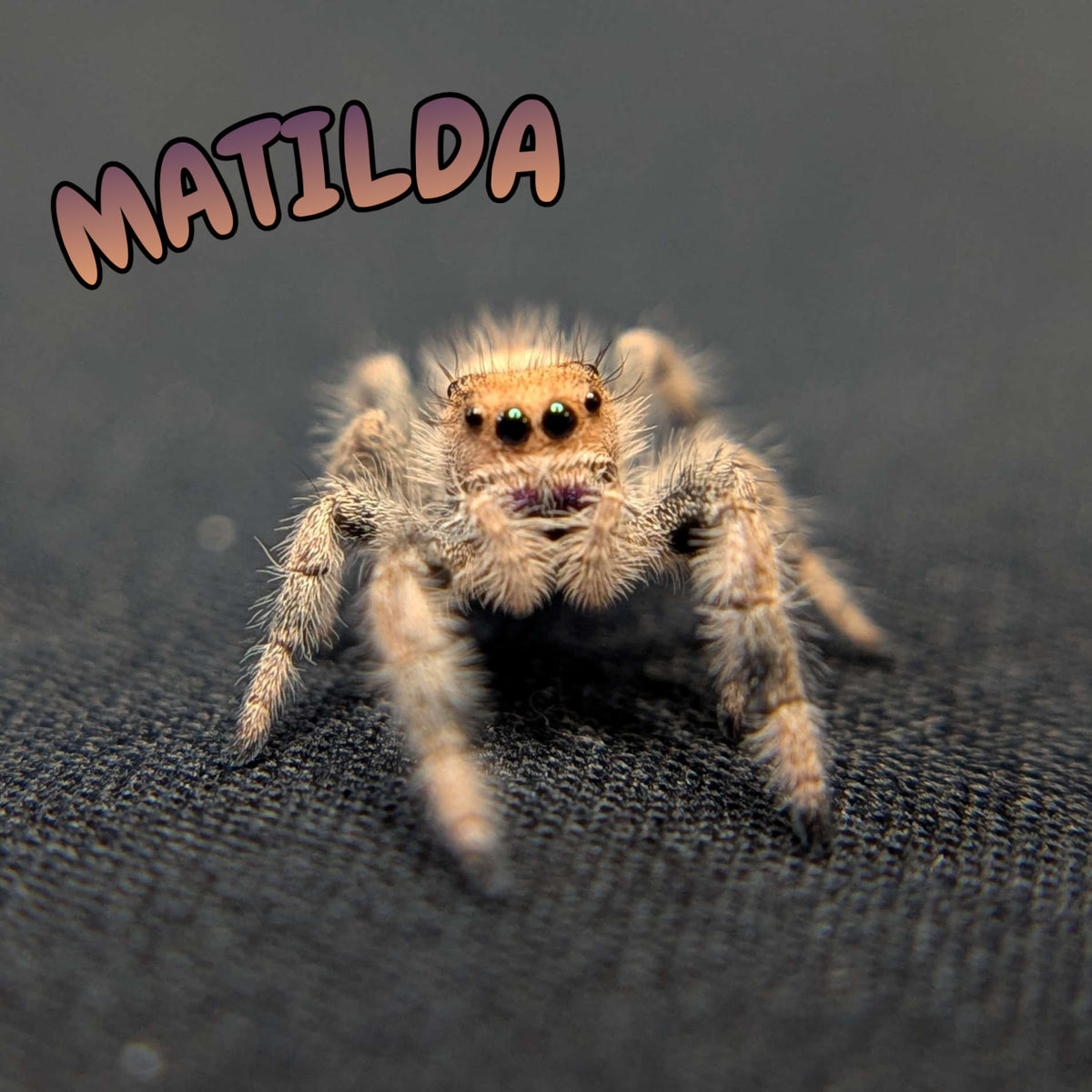 Regal Jumping Spider "Matilda"