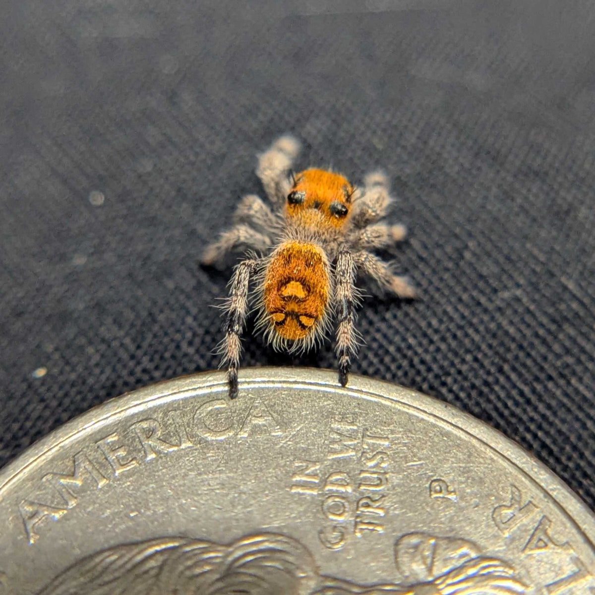 Regal Jumping Spider "Cupid"