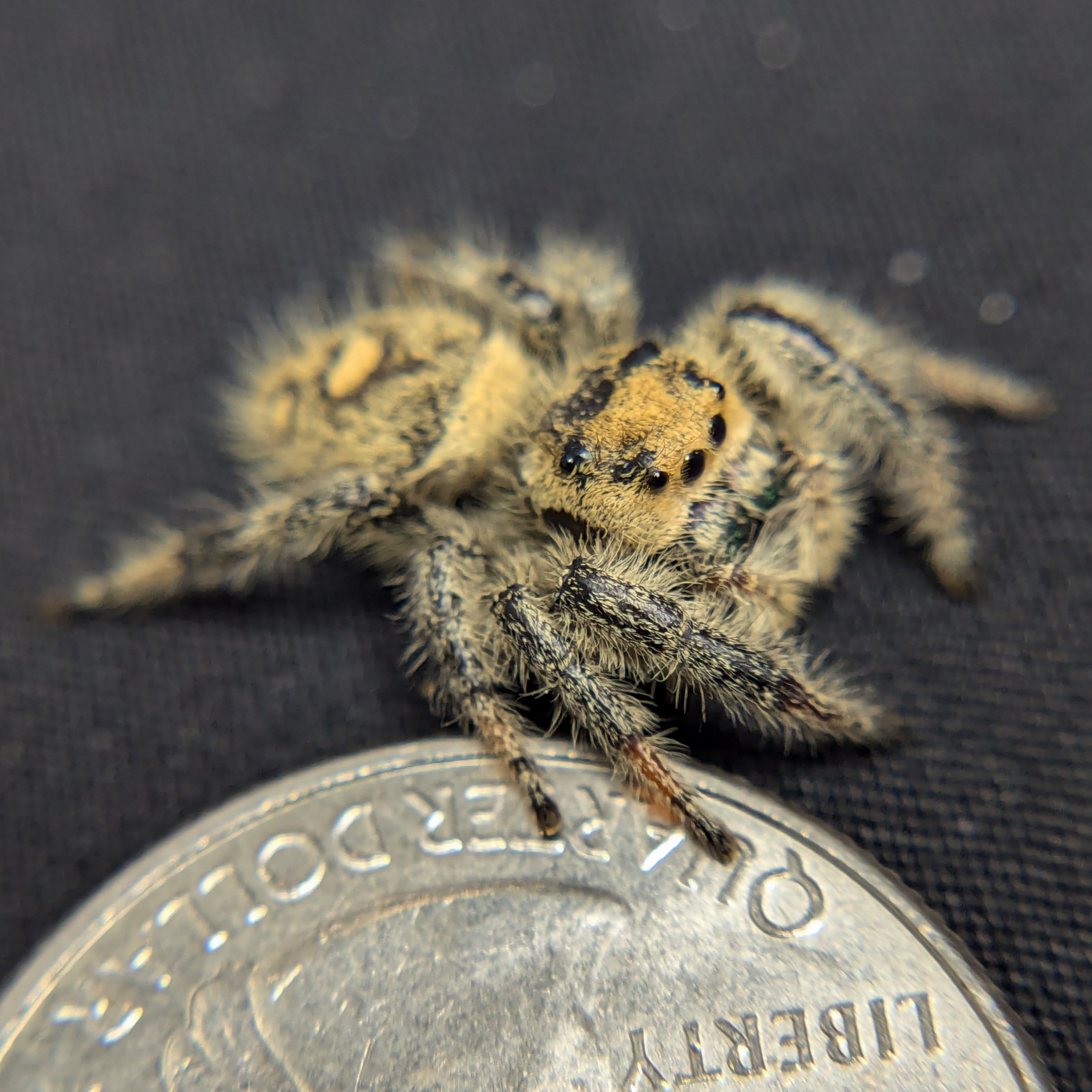Regal Jumping Spider "Watermelon"