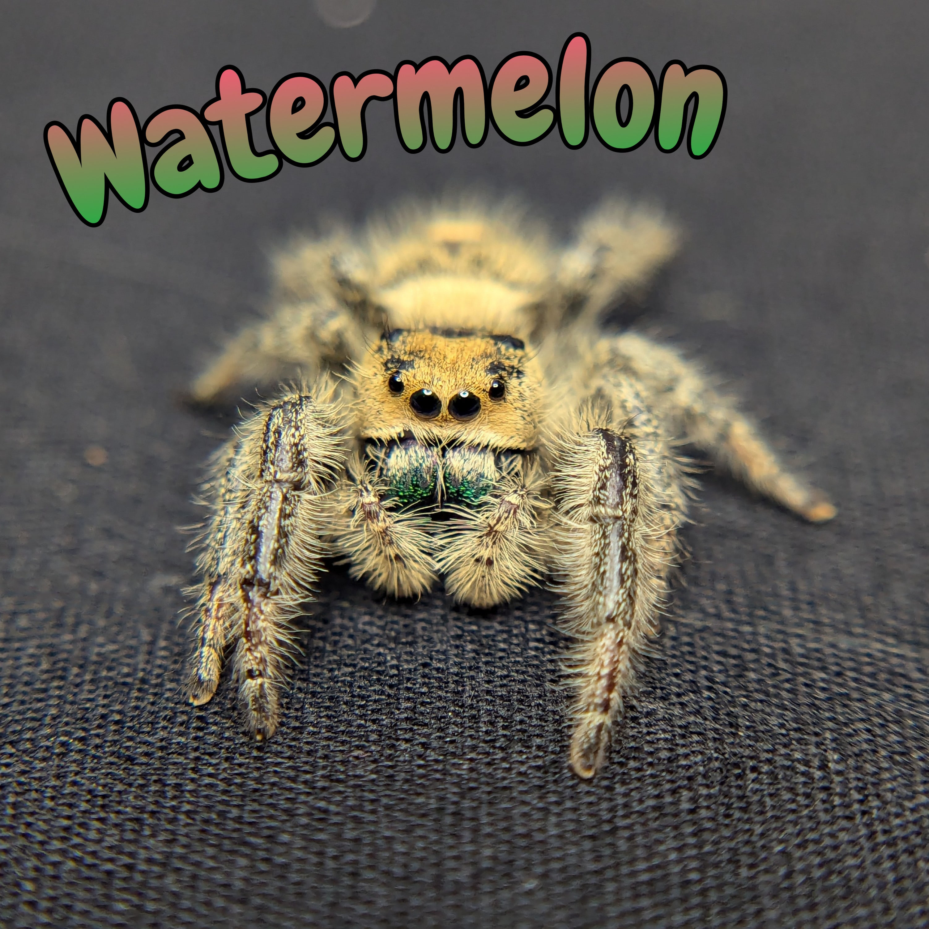 Regal Jumping Spider "Watermelon"