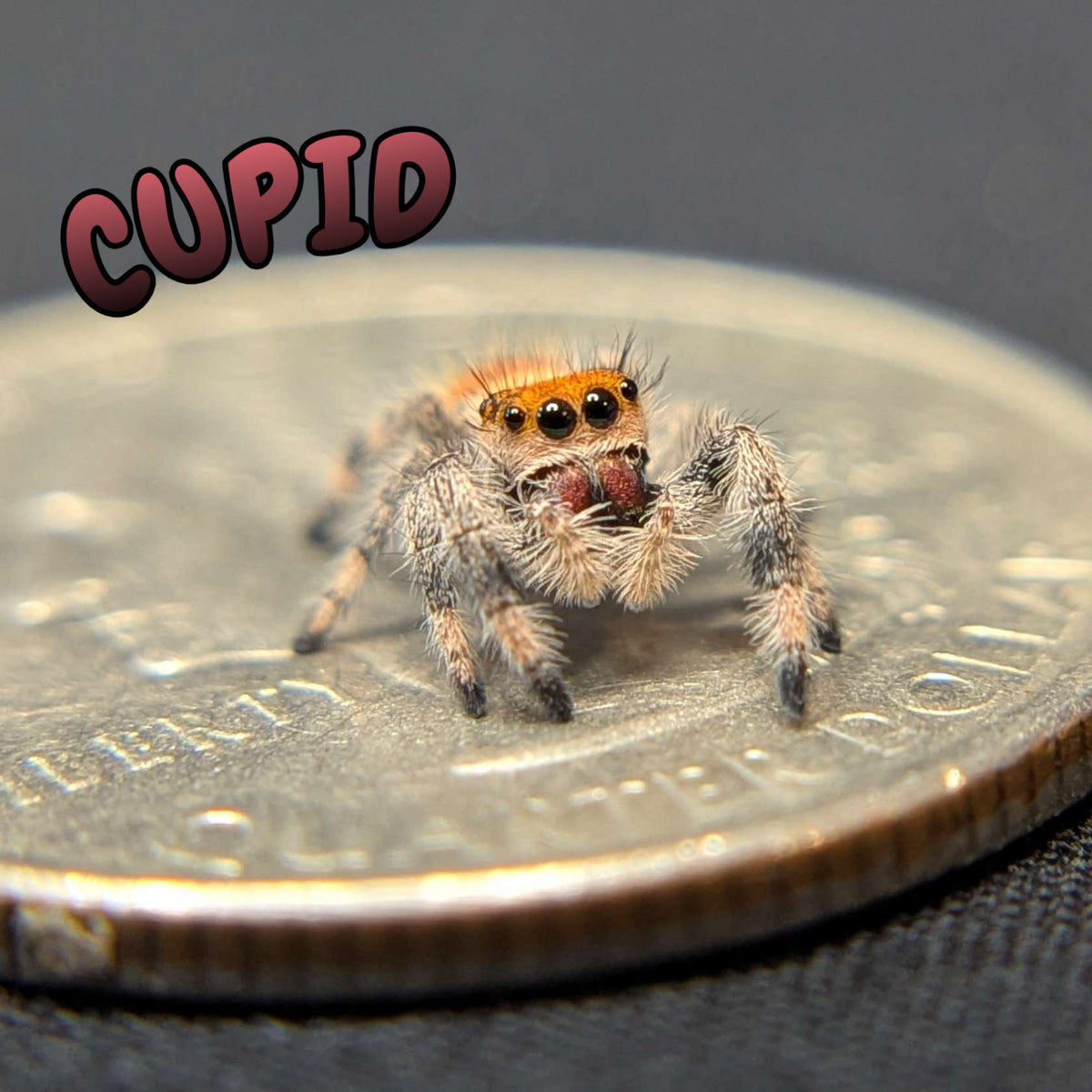 Regal Jumping Spider "Cupid"
