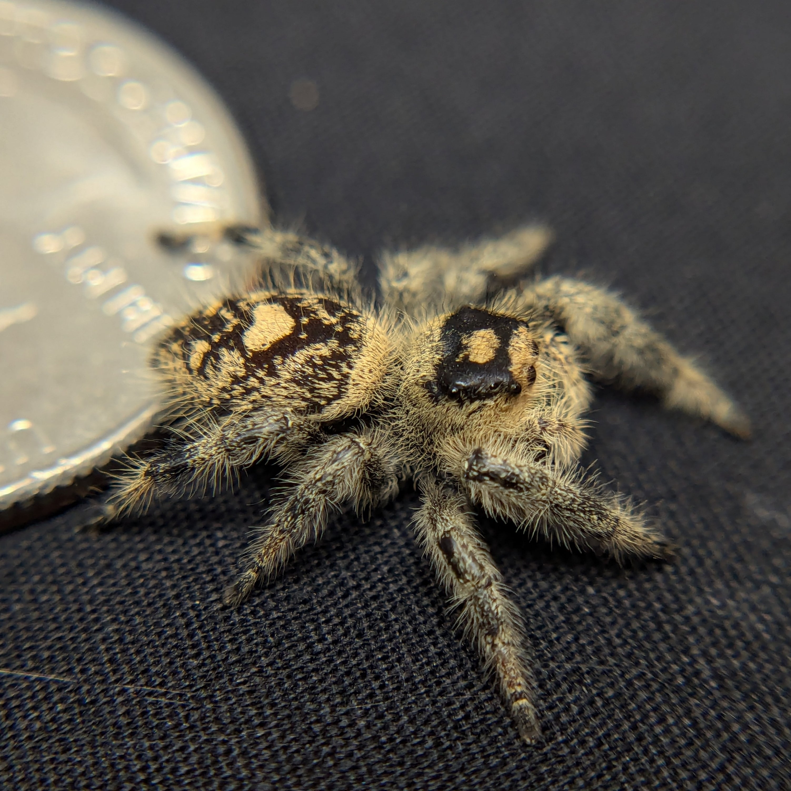 Regal Jumping Spider "Coffee"
