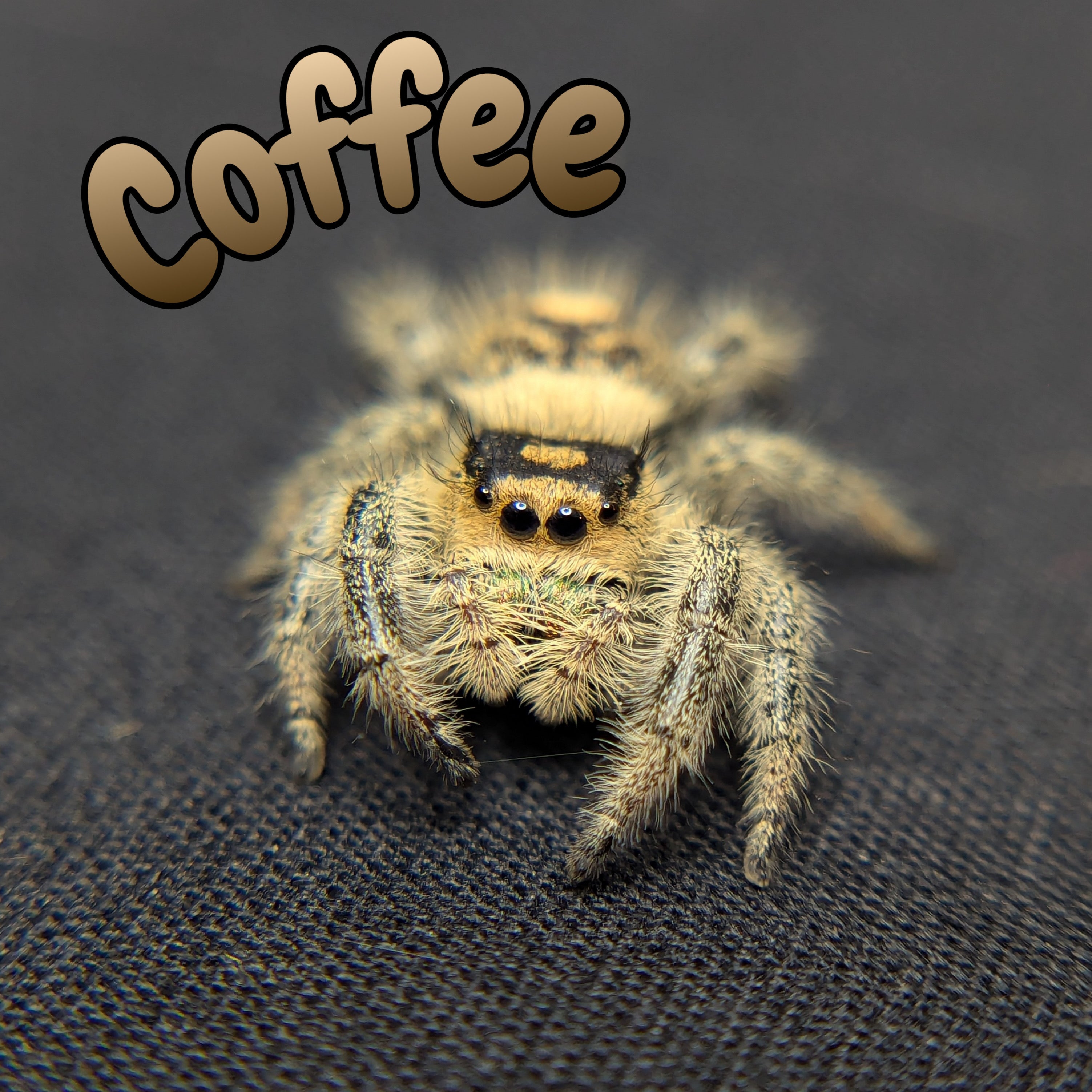 Regal Jumping Spider "Coffee"