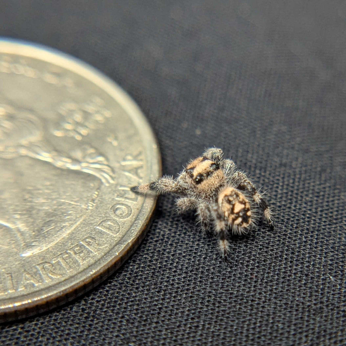Regal Jumping Spider "Tofu"