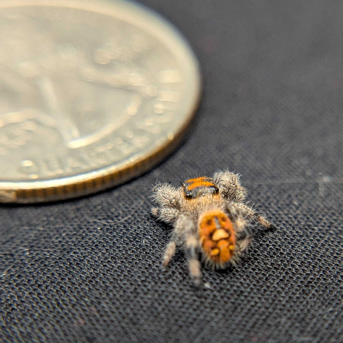 Regal Jumping Spider “Primrose”