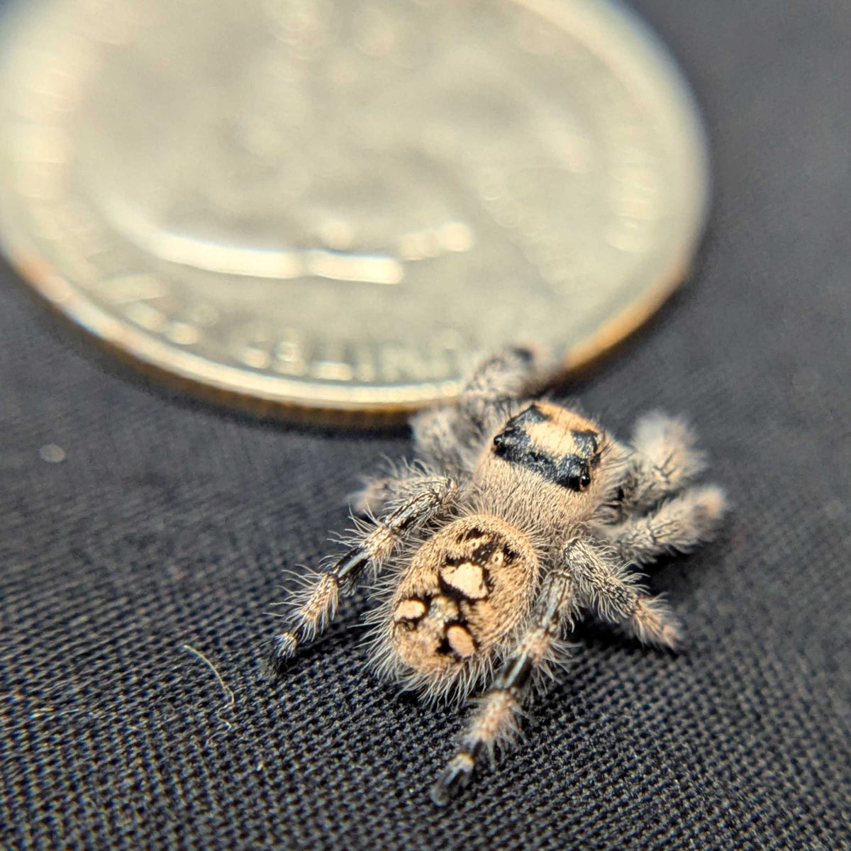 Regal Jumping Spider "Gelato"