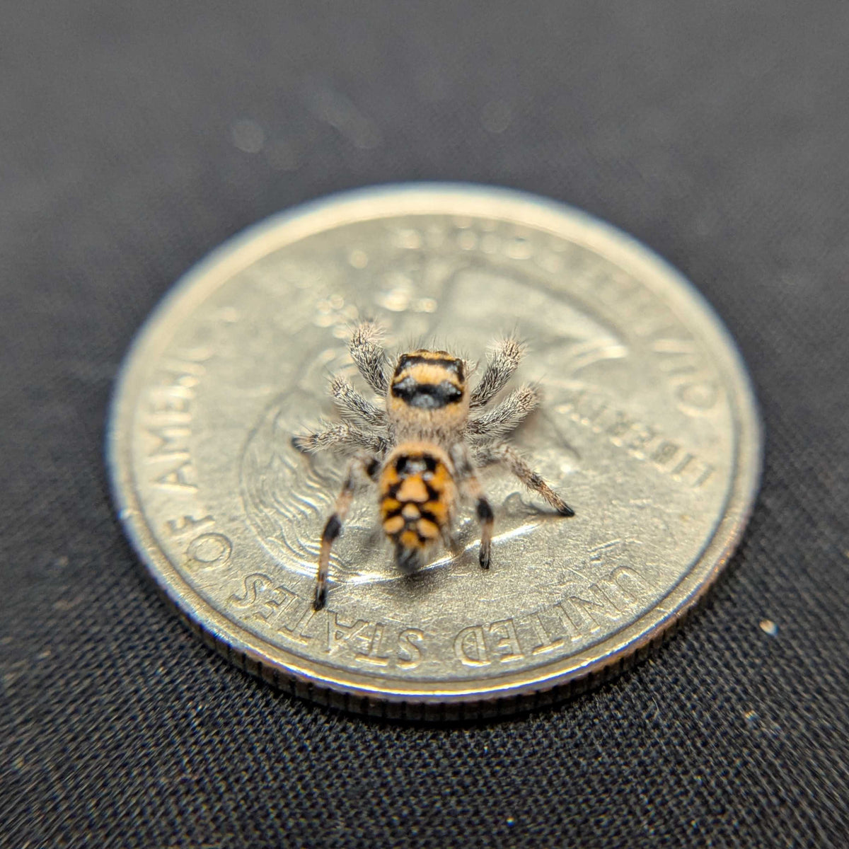 Regal Jumping Spider "Rose"