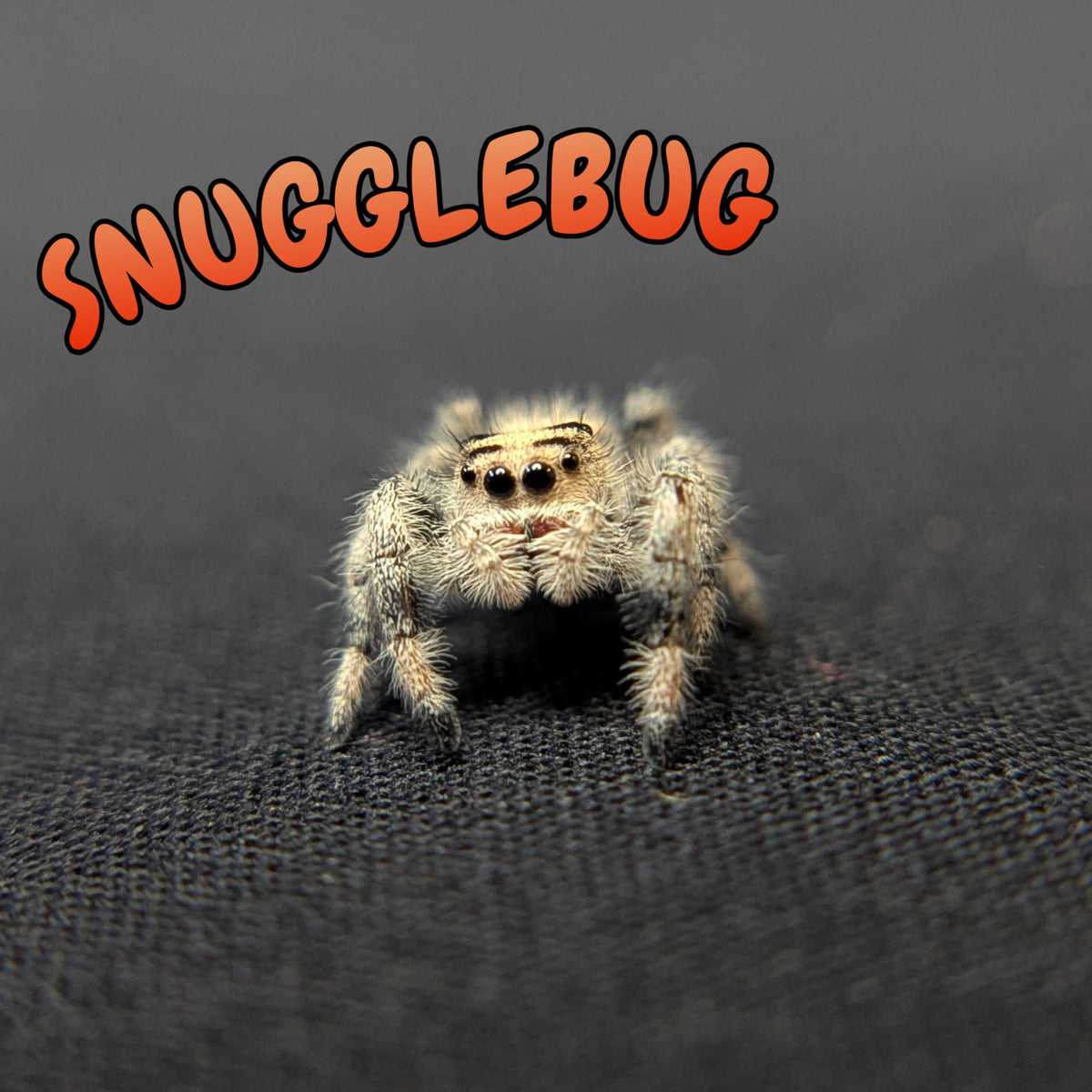 Regal Jumping Spider "Snugglebug"