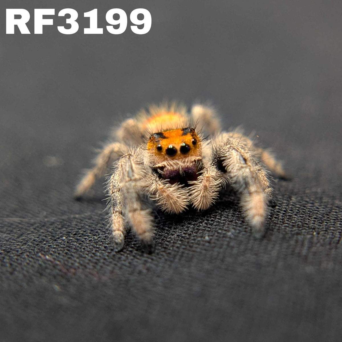 Regal Jumping Spider “Phoenix”
