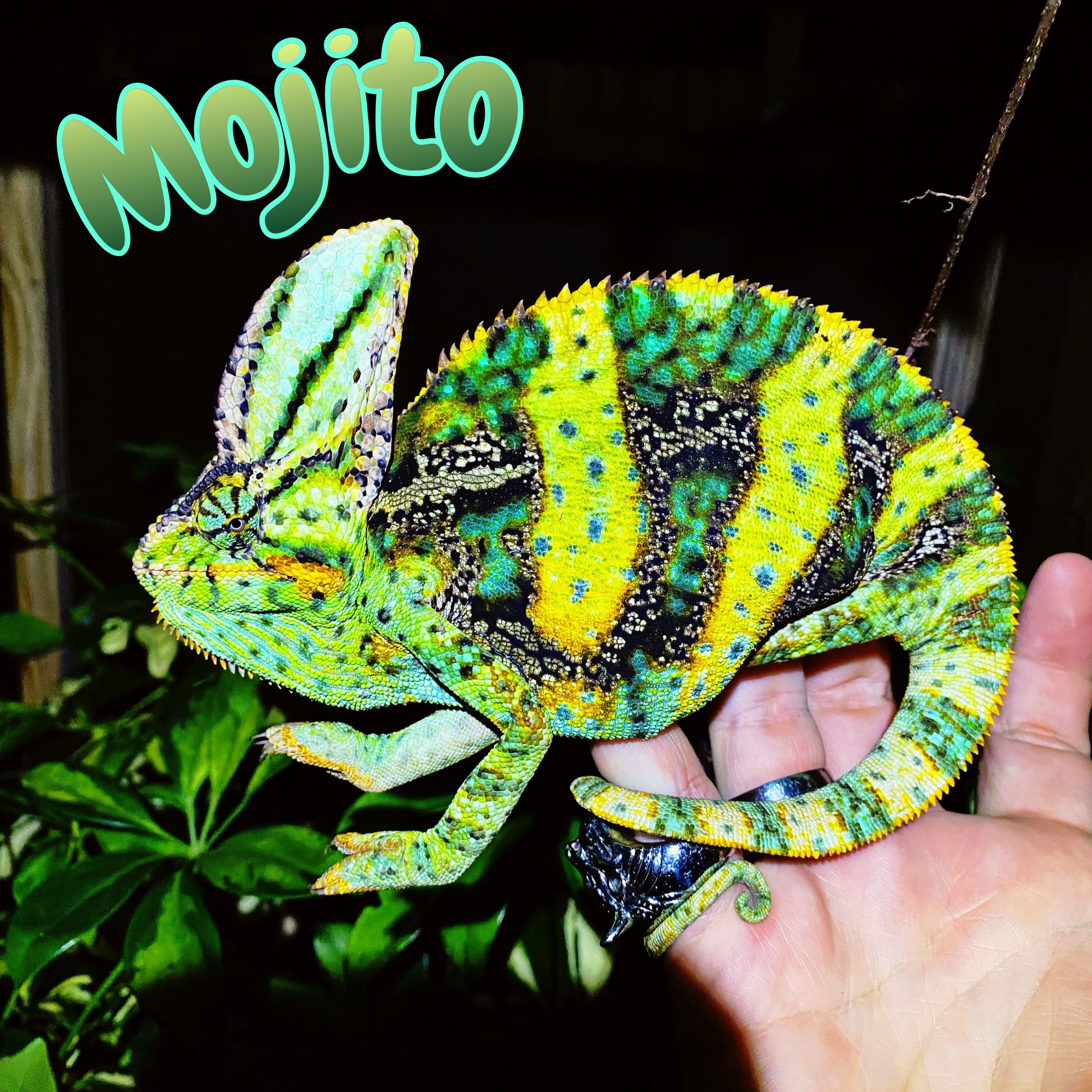 Veiled Chameleon “Mojito”