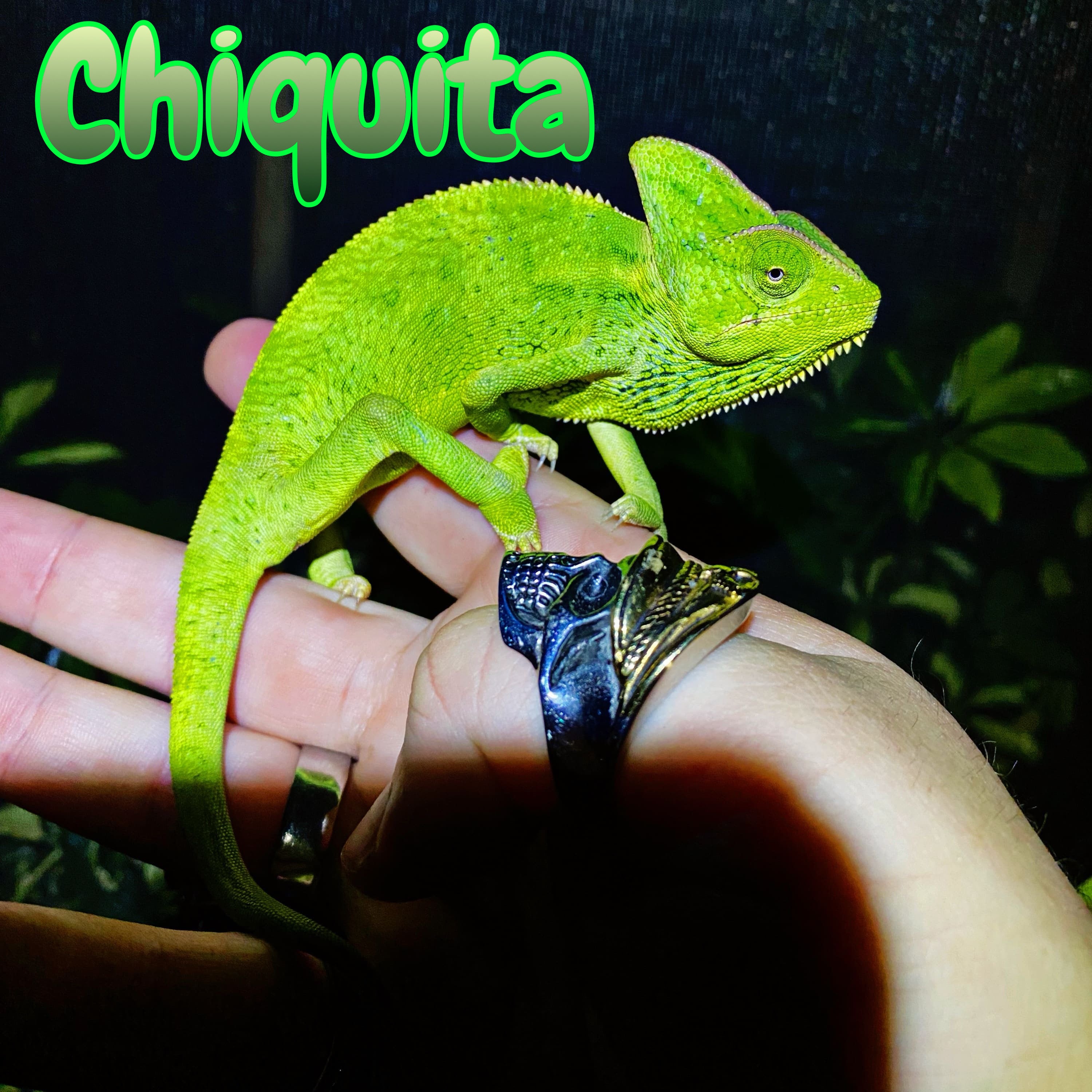 Veiled Chameleon “Chiquita”