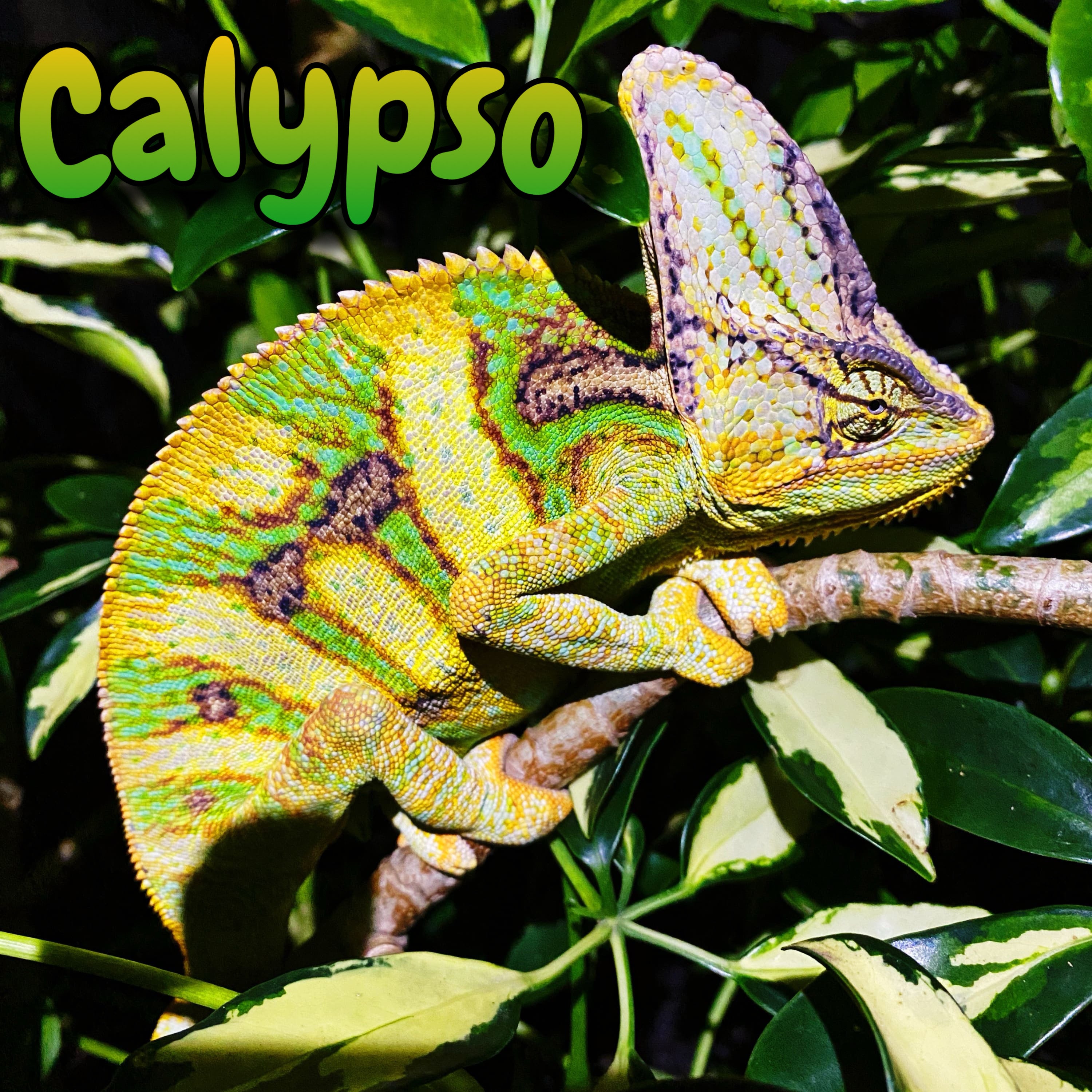 Veiled Chameleon ‘Aberrant Bar’ “Calypso”
