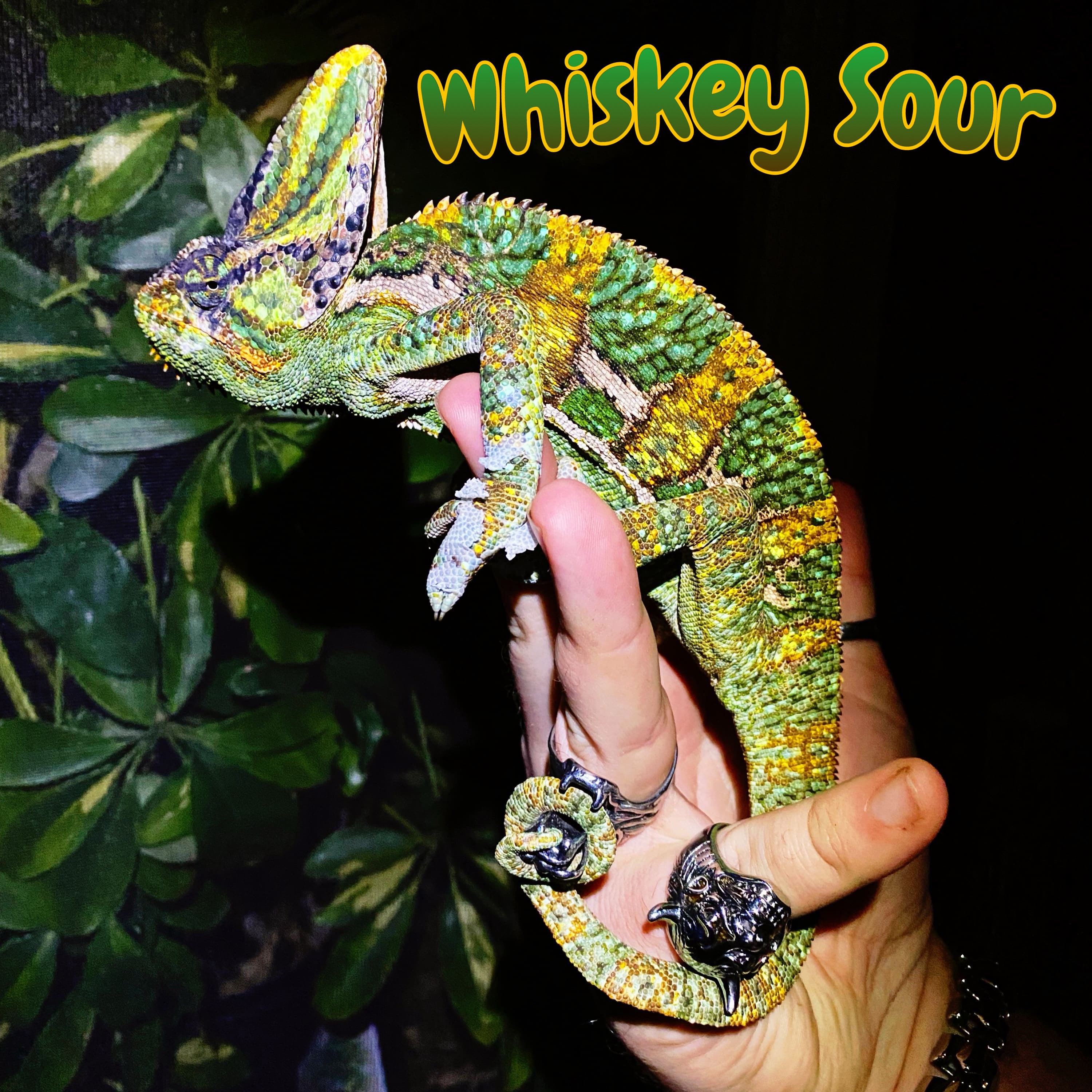 Veiled Chameleon XL “Whiskey Sour”