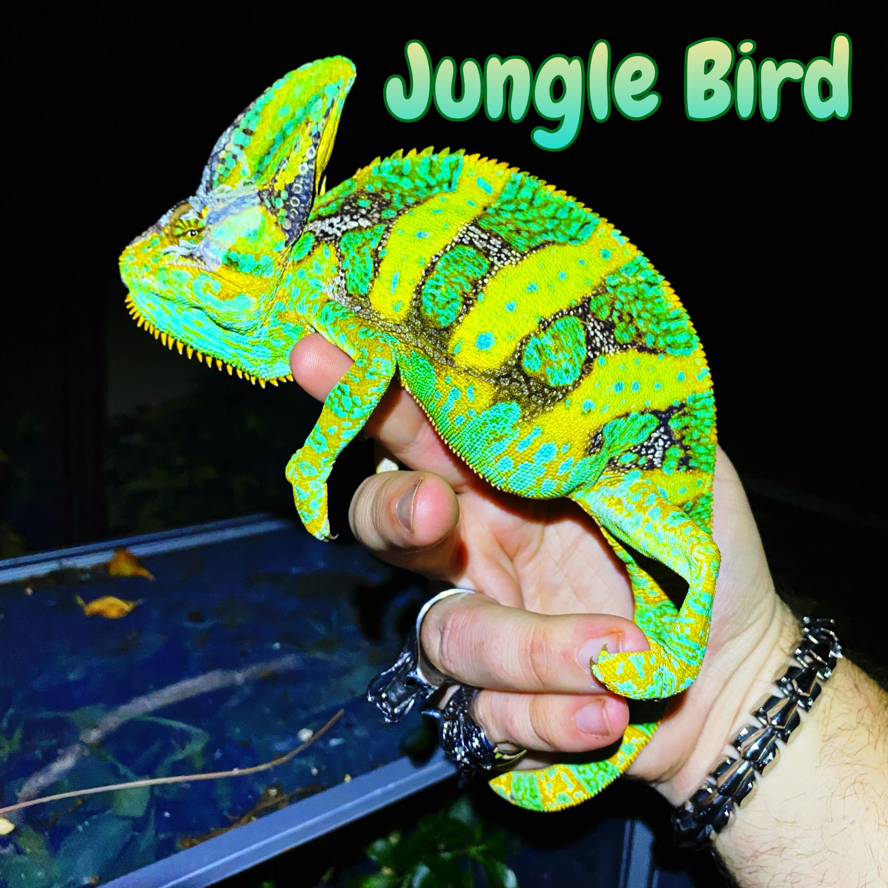Veiled Chameleon XL “Jungle Bird”