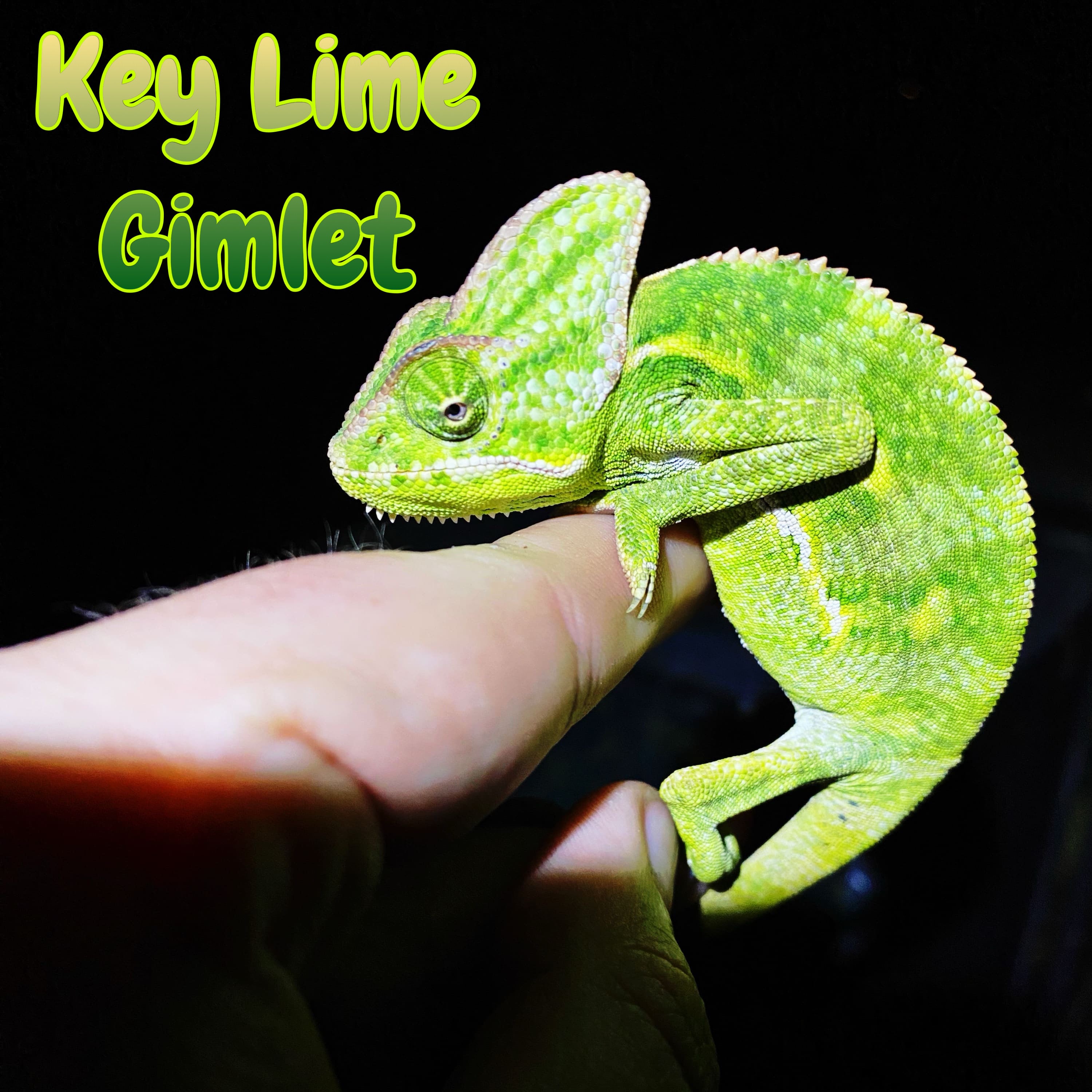 Veiled Chameleon “Key Lime Gimlet”