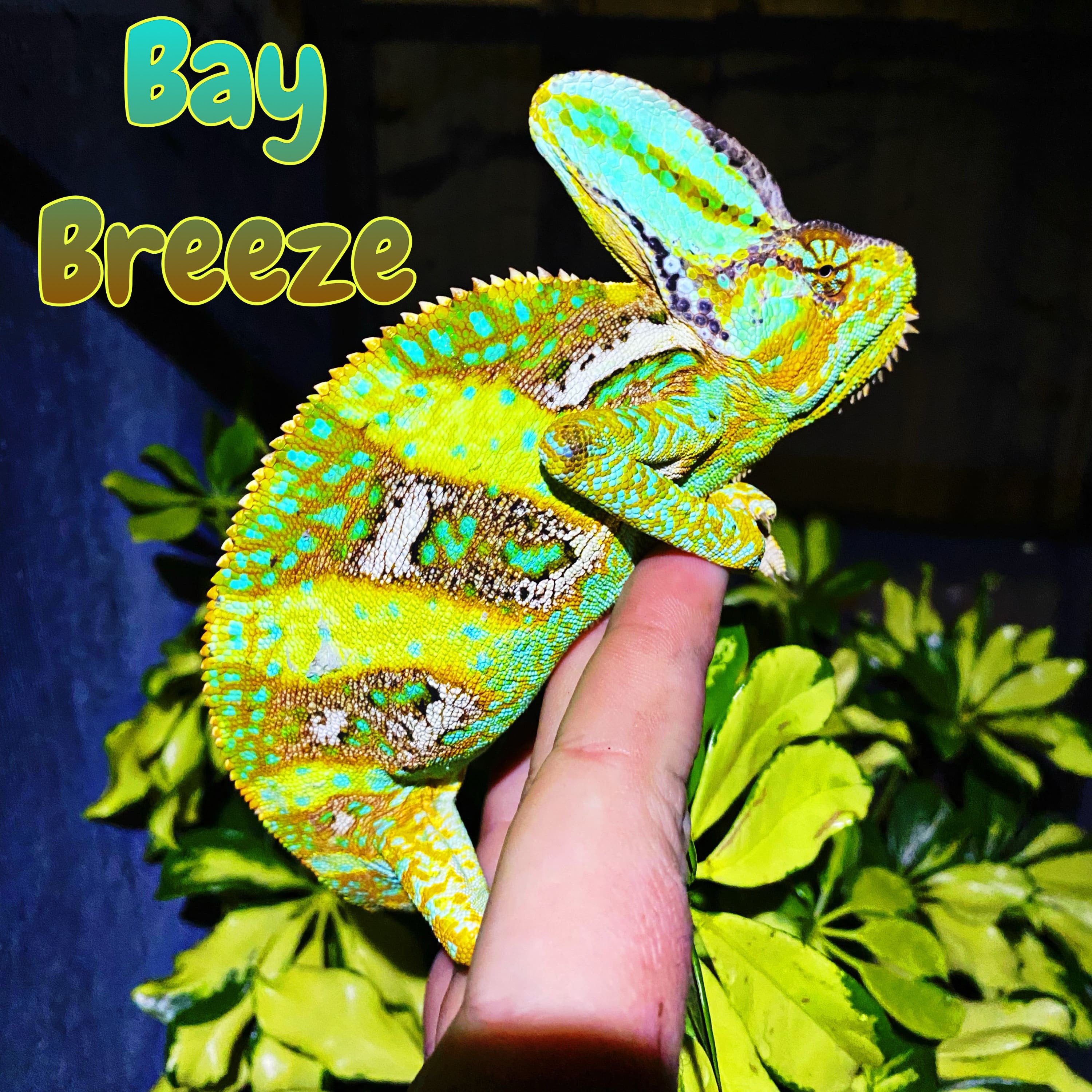 Veiled Chameleon “Bay Breeze”