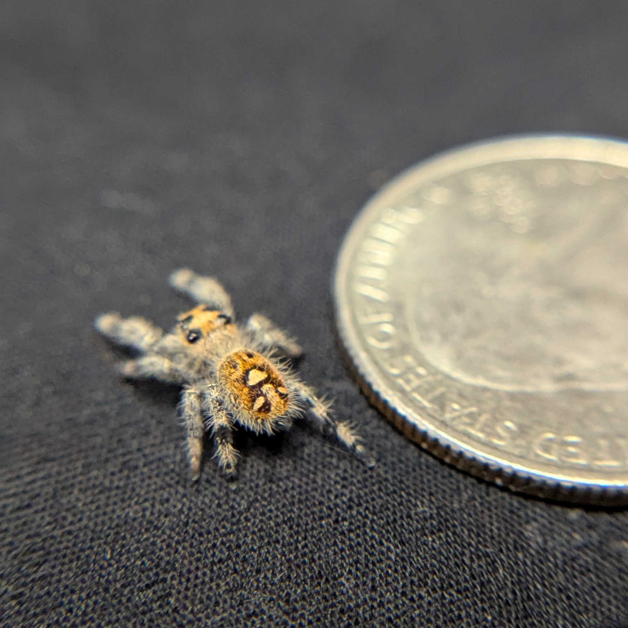 ~Auction~ Regal Jumping Spider "Peach Puff”
