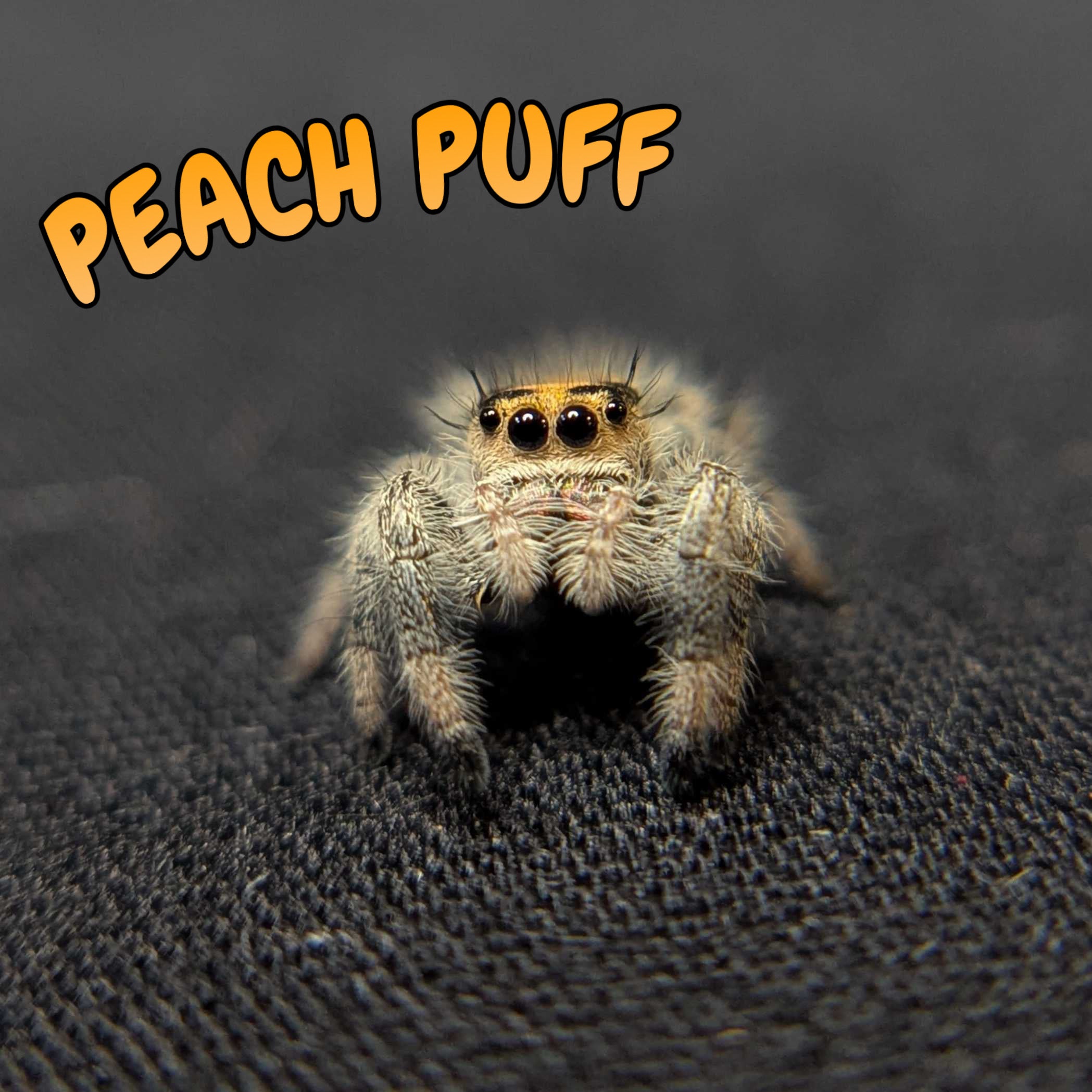 ~Auction~ Regal Jumping Spider "Peach Puff”