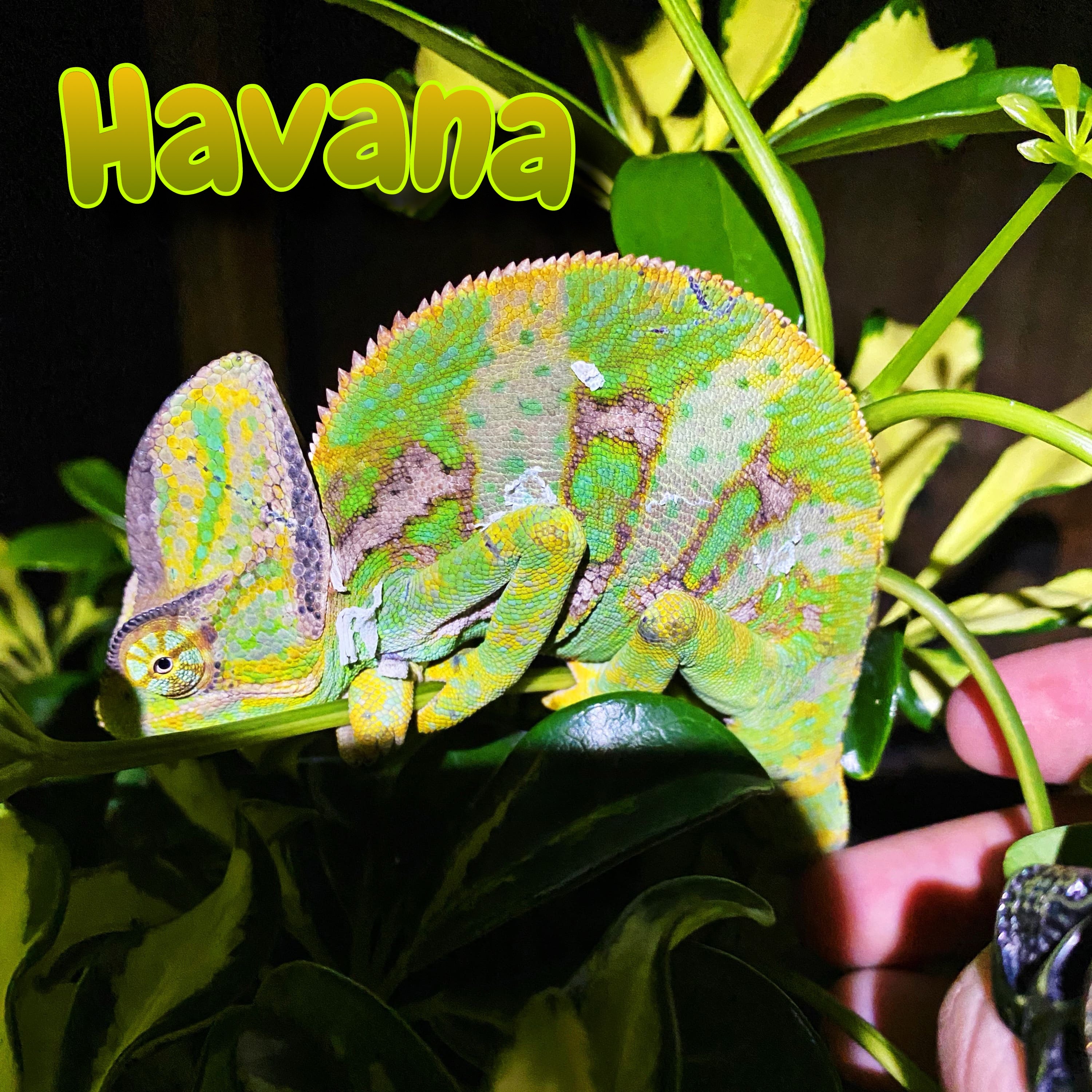 Veiled Chameleon “Havana”